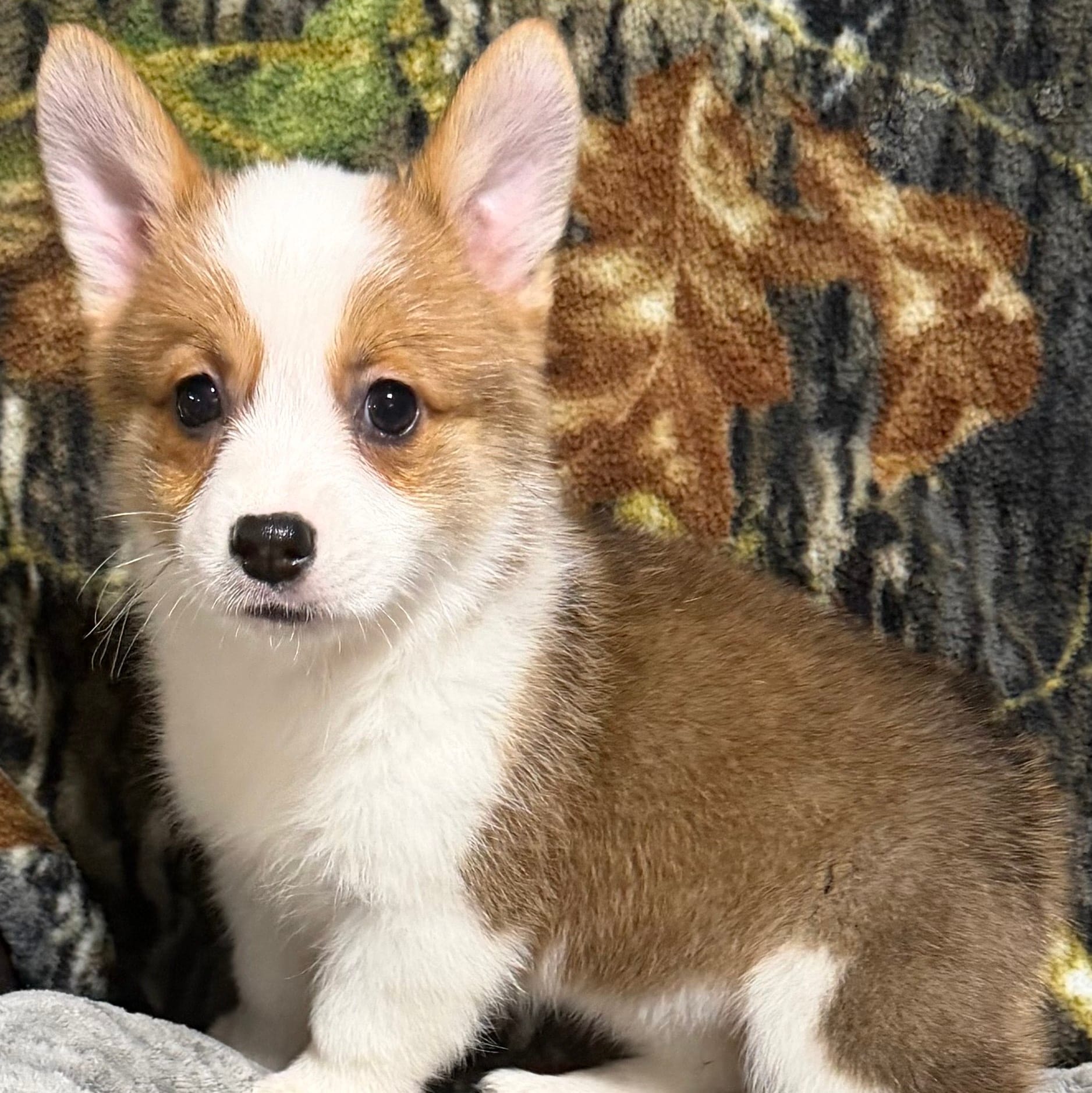 AKC GIRL 1 – Pembroke Welsh Corgi puppy for sale in Weatherford, TX
