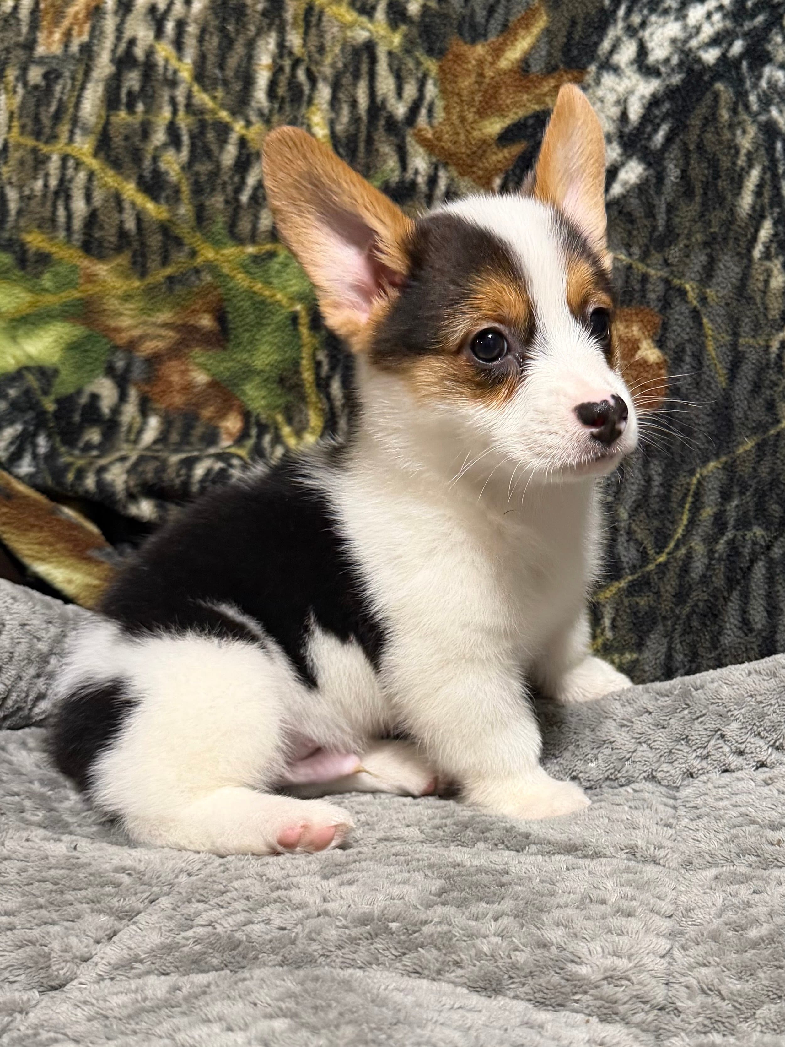 AKC BOY 2, a male Pembroke Welsh Corgi for sale in Weatherford, TX – 9 of 9