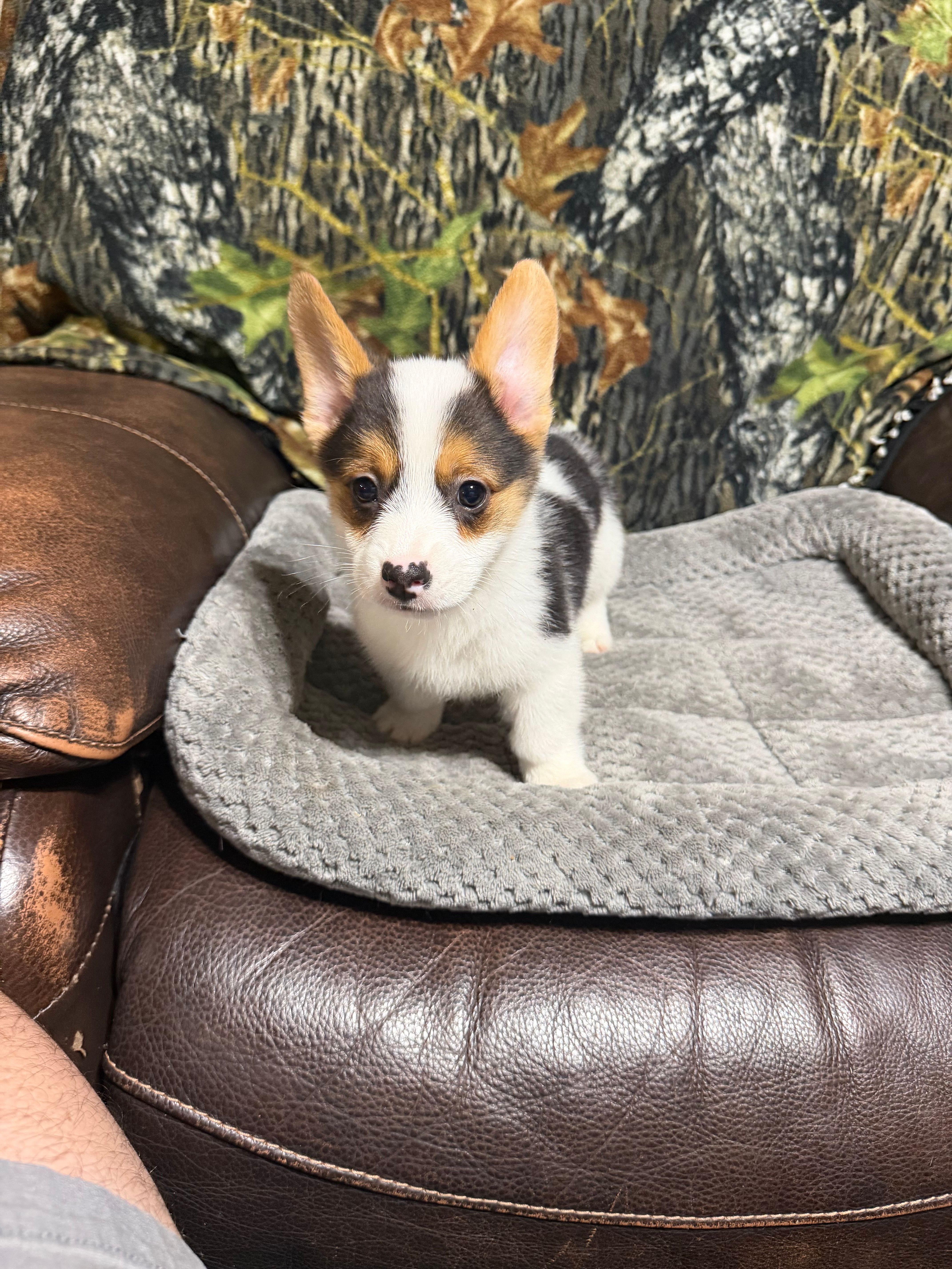 AKC BOY 2, a male Pembroke Welsh Corgi for sale in Weatherford, TX – 3 of 9