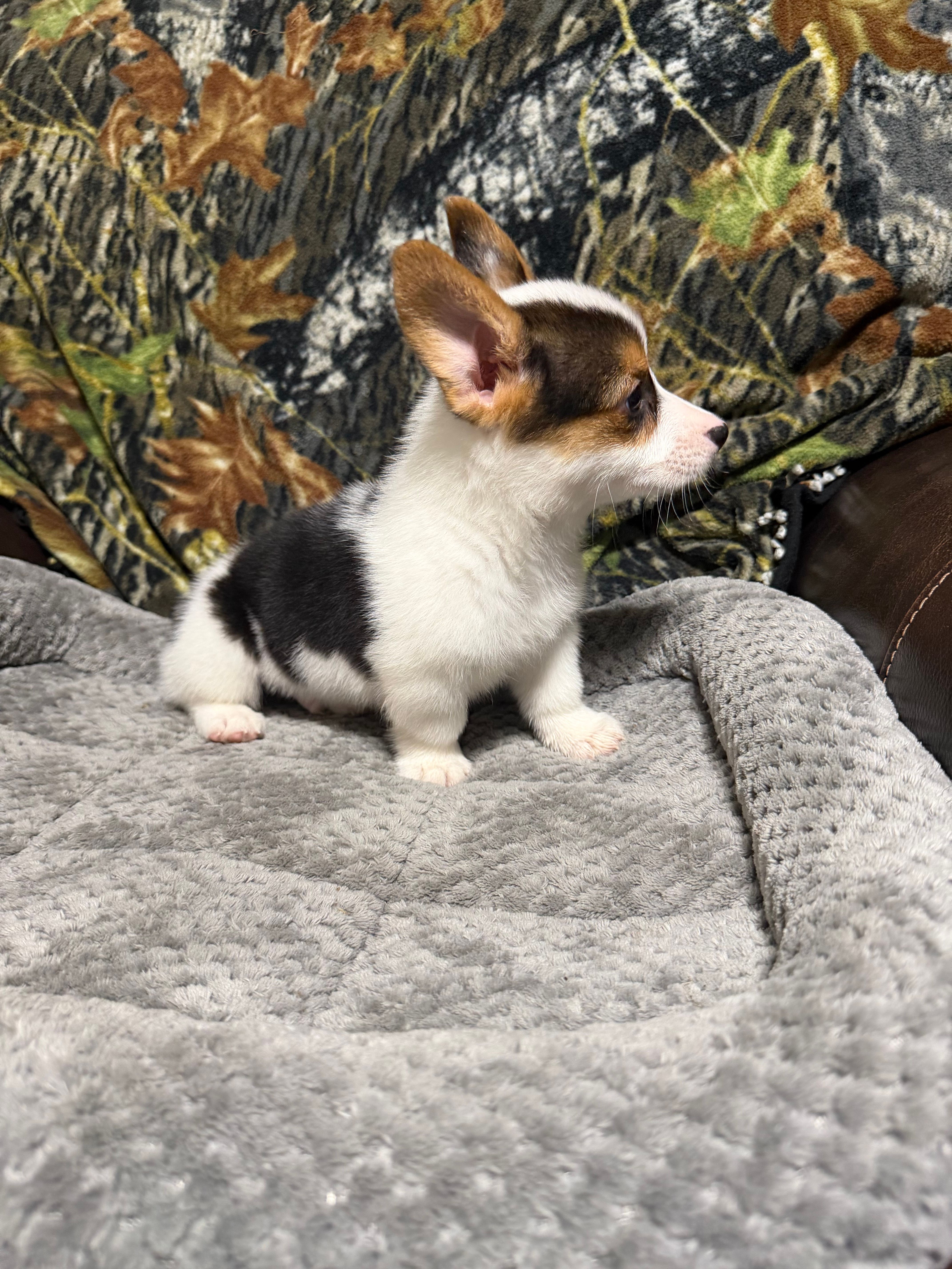 AKC BOY 2, a male Pembroke Welsh Corgi for sale in Weatherford, TX – 5 of 9