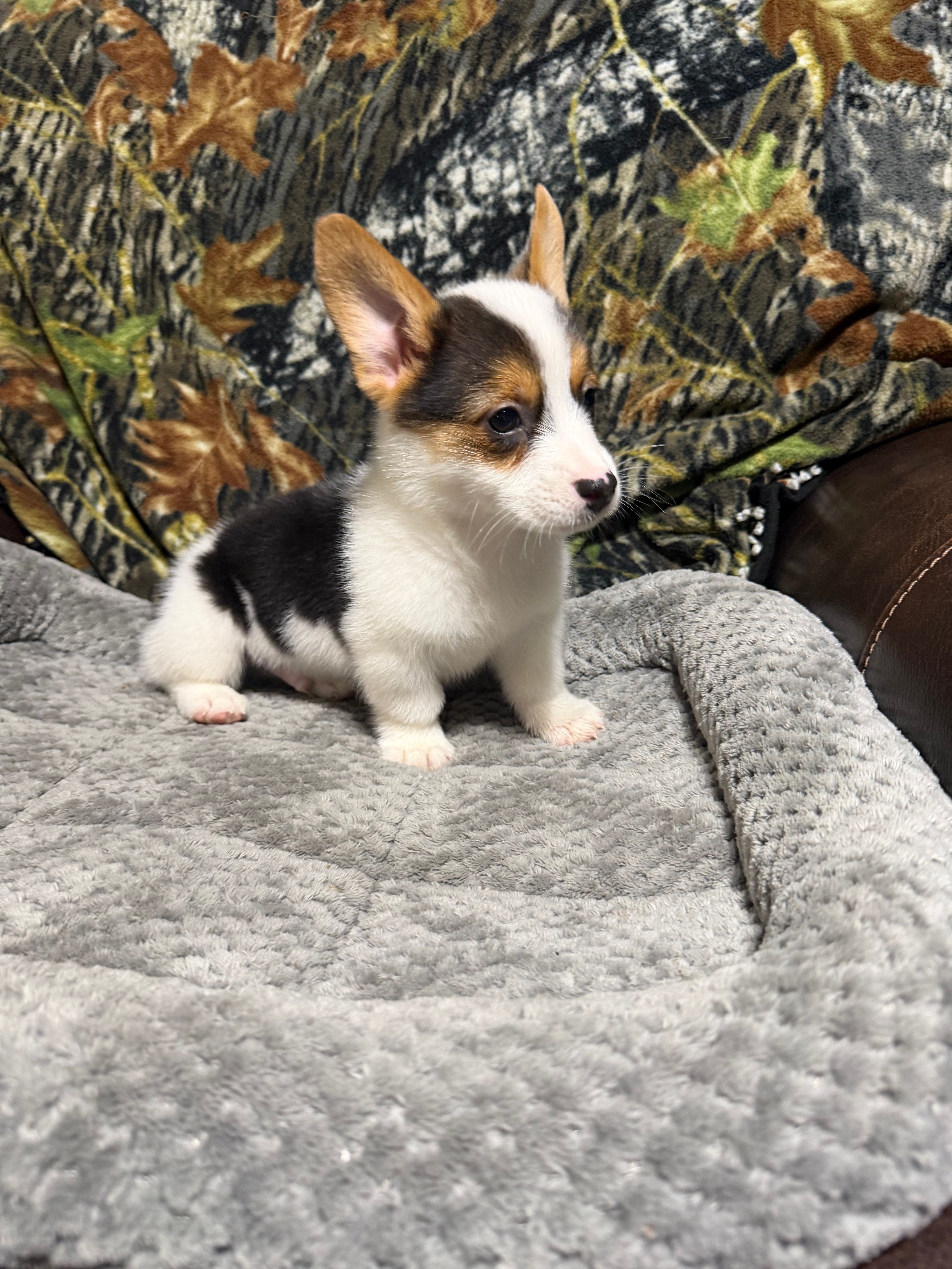 AKC BOY 2, a male Pembroke Welsh Corgi for sale in Weatherford, TX – 4 of 9