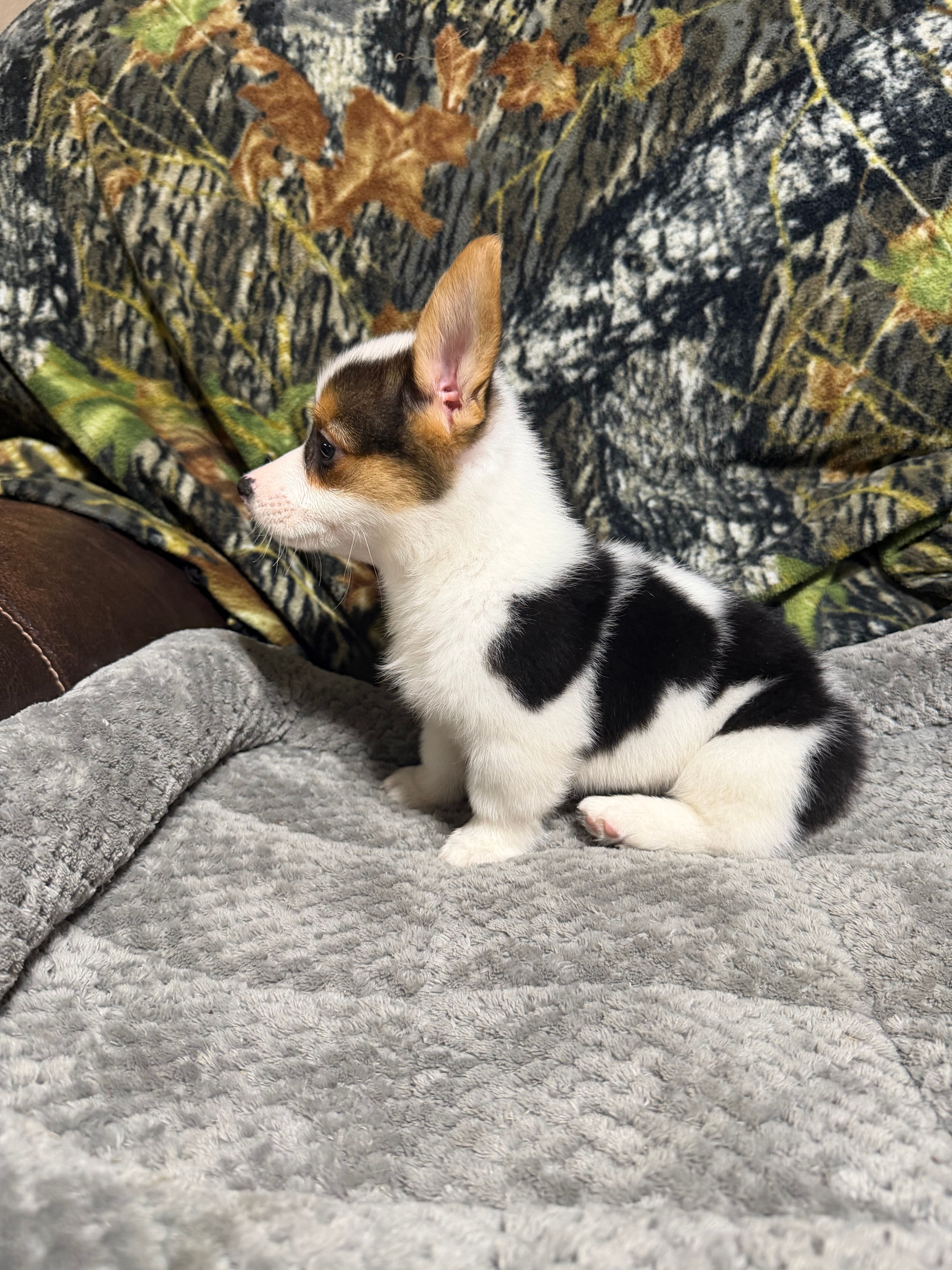 AKC BOY 2, a male Pembroke Welsh Corgi for sale in Weatherford, TX – 2 of 9