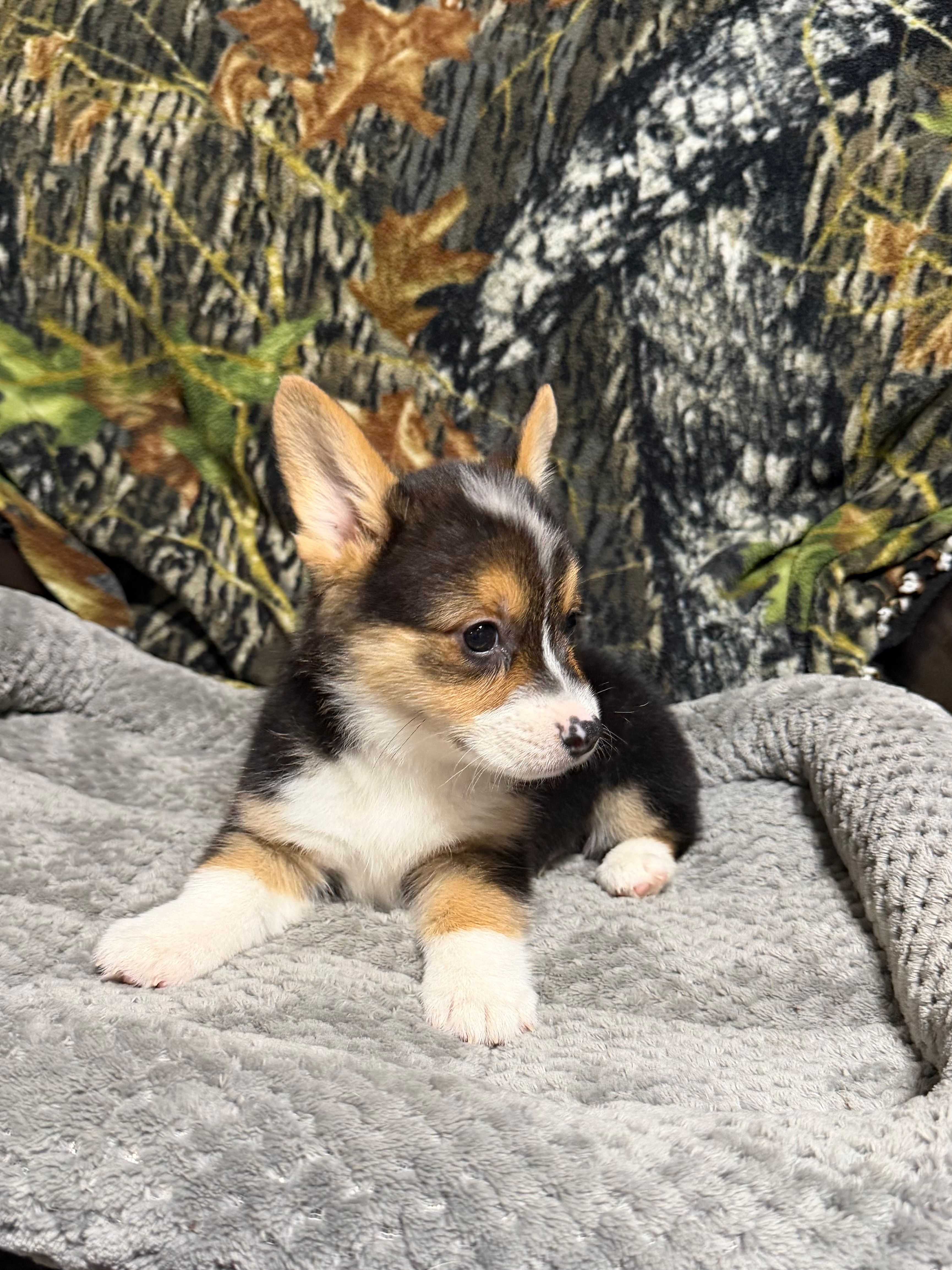 AKC BOY 1 – Pembroke Welsh Corgi puppy for sale in Weatherford, TX