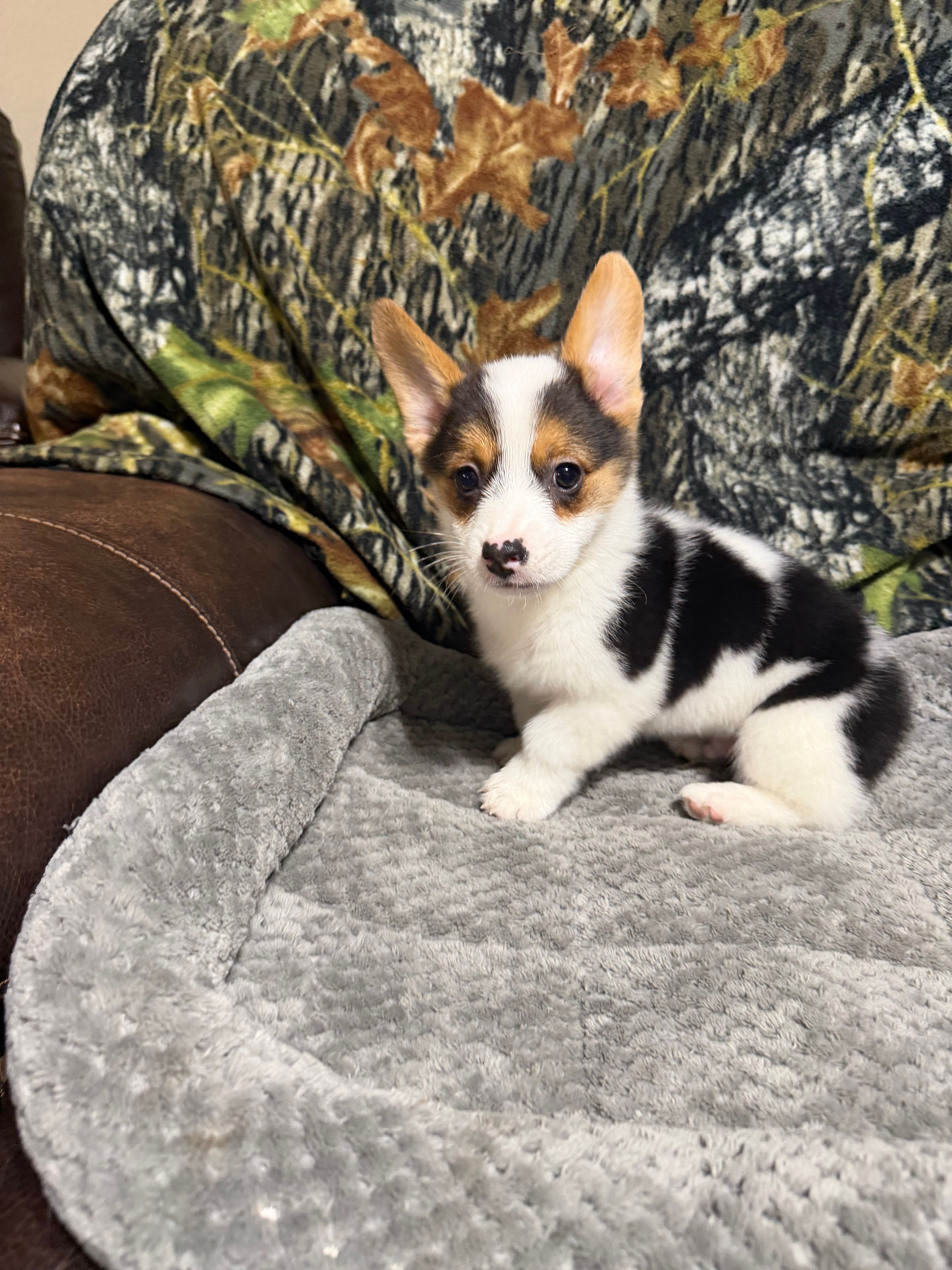 AKC BOY 2, a male Pembroke Welsh Corgi for sale in Weatherford, TX – 7 of 9