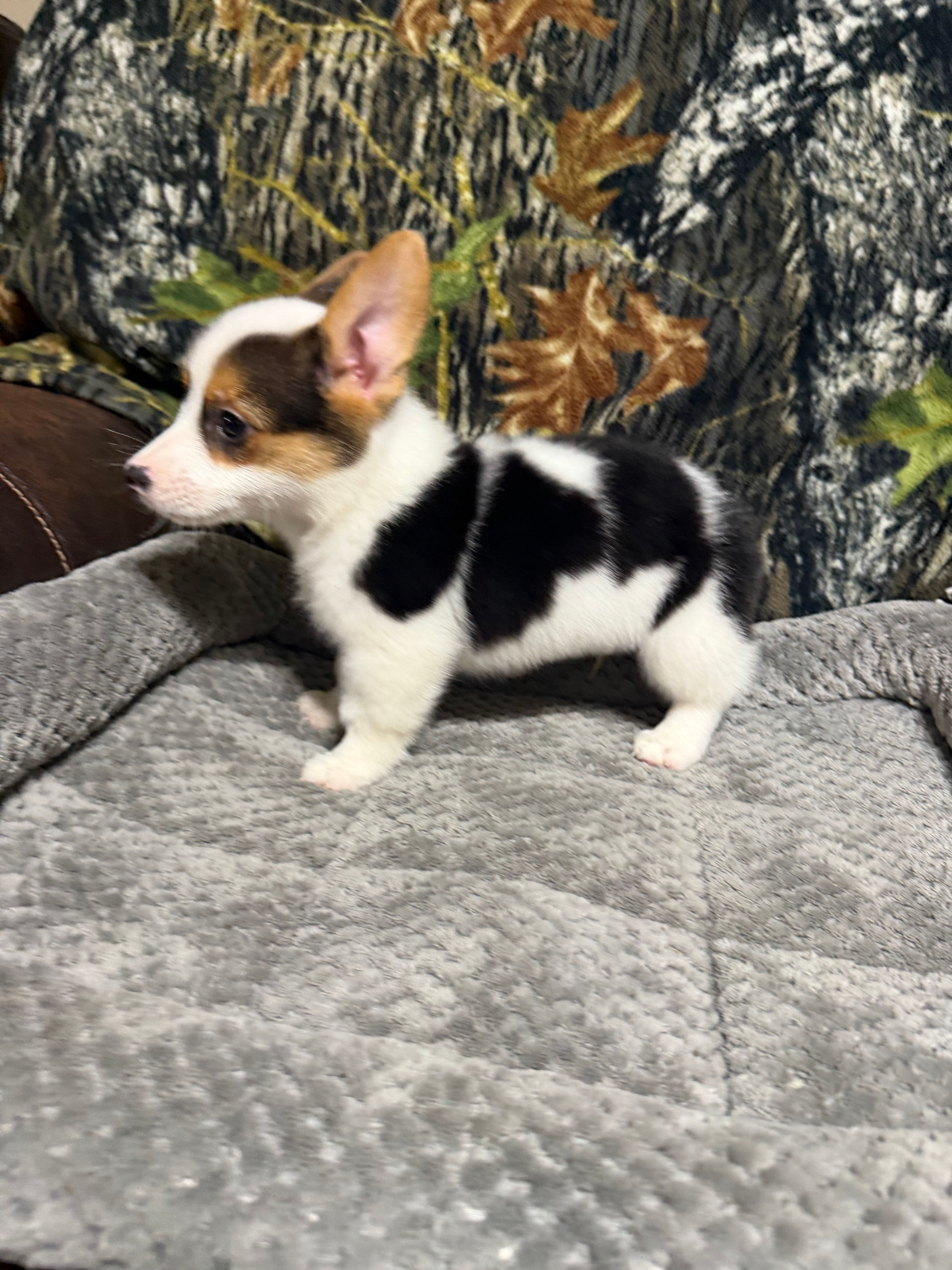AKC BOY 2, a male Pembroke Welsh Corgi for sale in Weatherford, TX – 6 of 9
