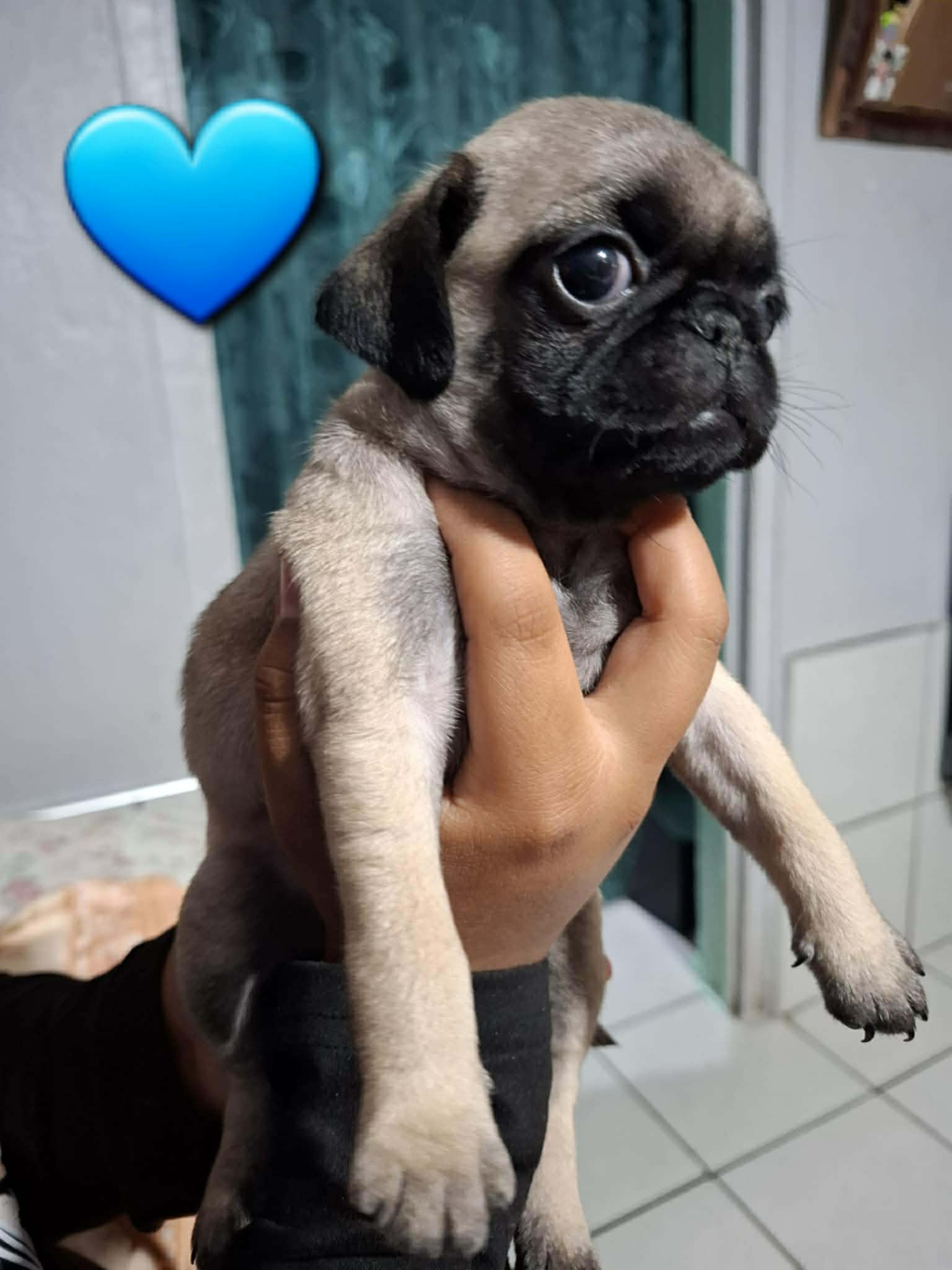 CHARLIE  – Pug puppy for sale in Dallas, TX