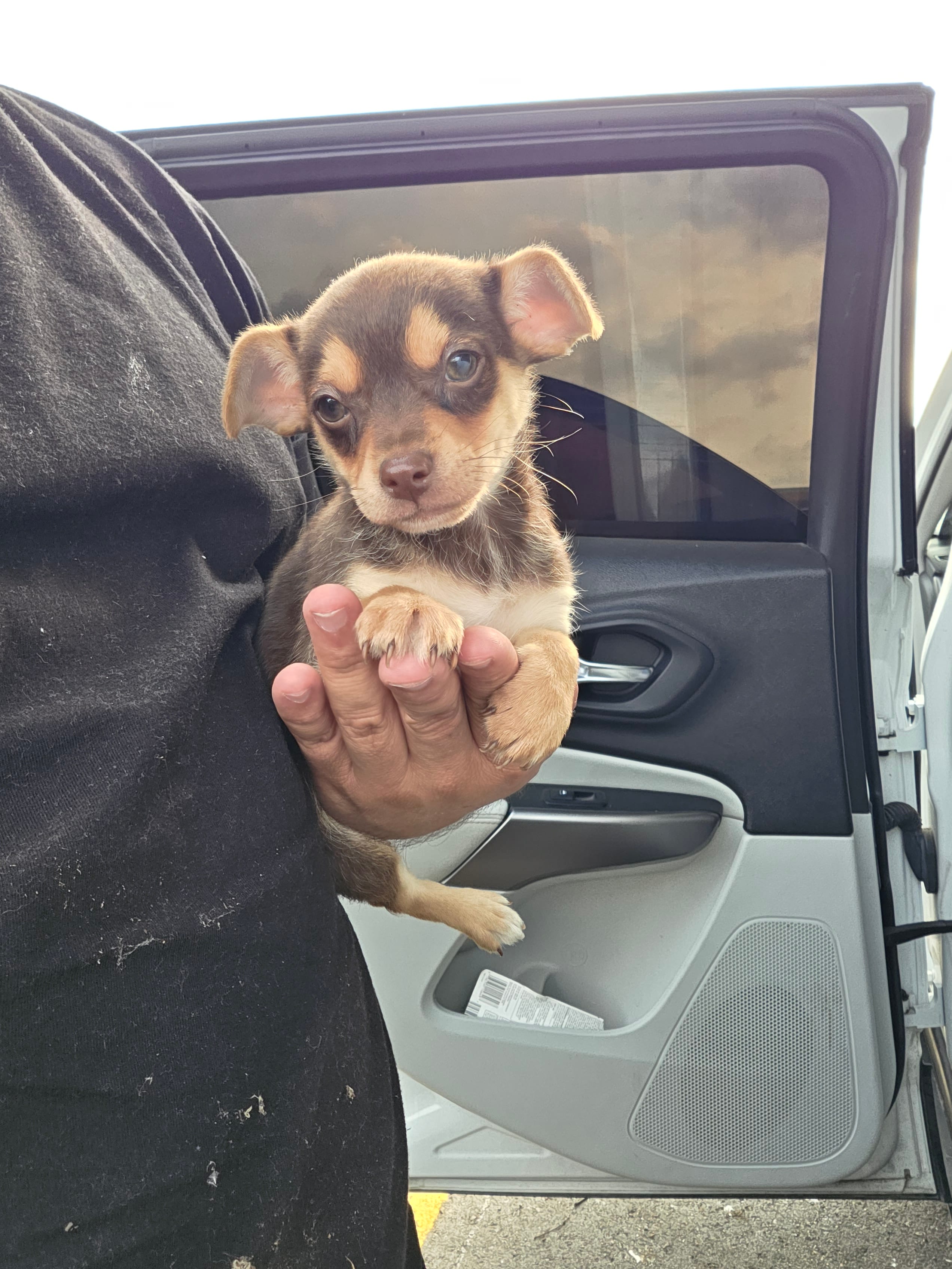 Winston – Chihuahua puppy for sale in Dallas, TX