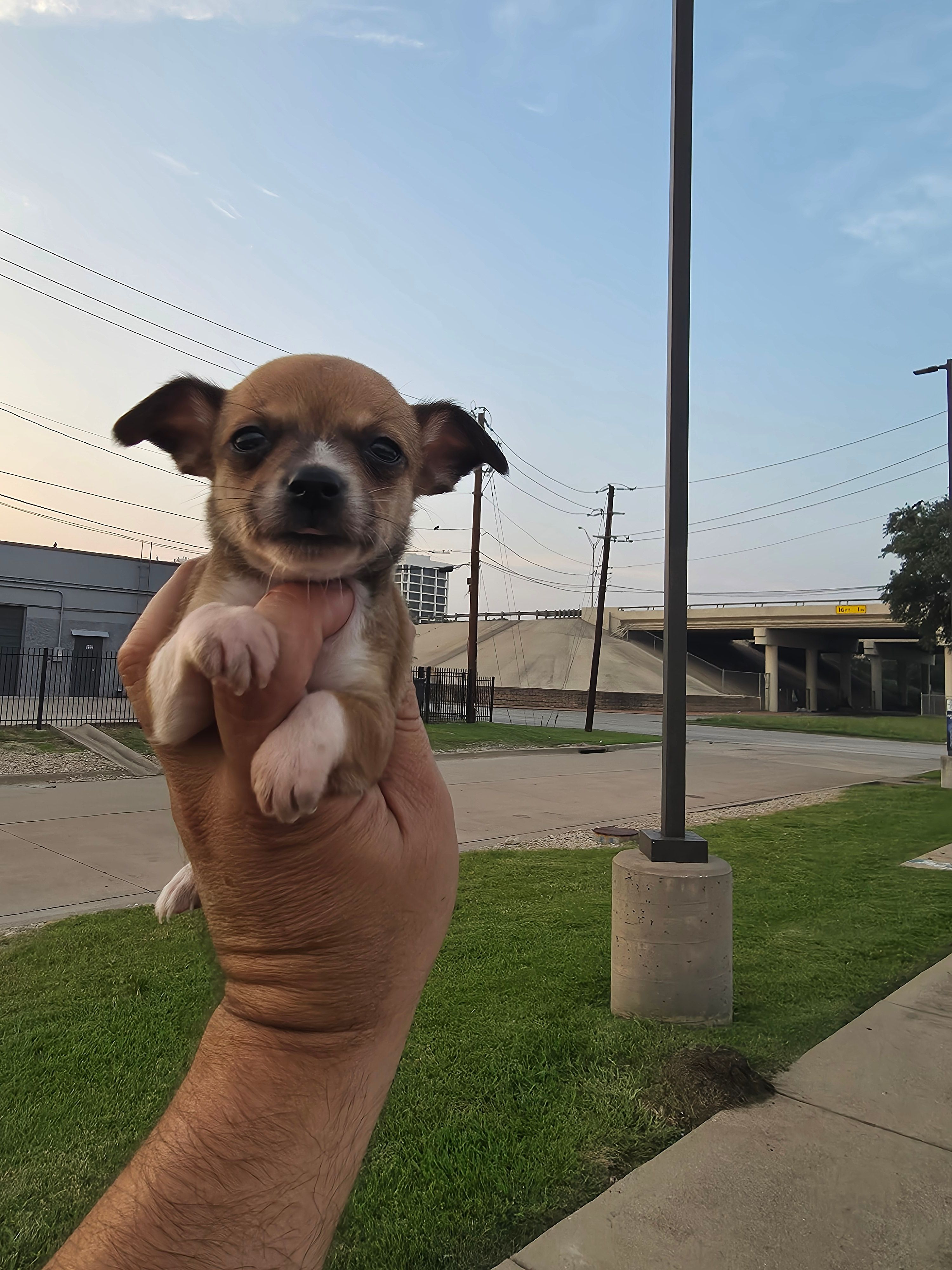 TEACUP JERRY – Chihuahua puppy for sale in Dallas, TX