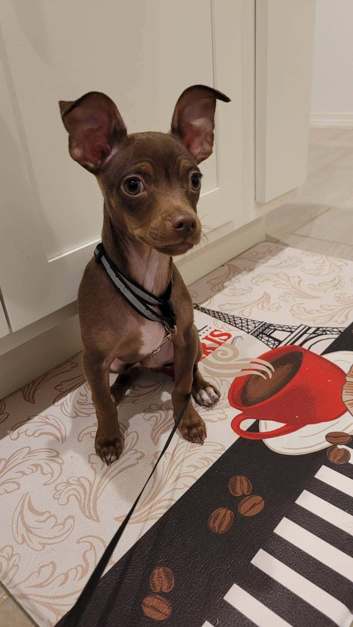 PACO BACK FOR REHOMING  – Chihuahua puppy for sale in Dallas, TX