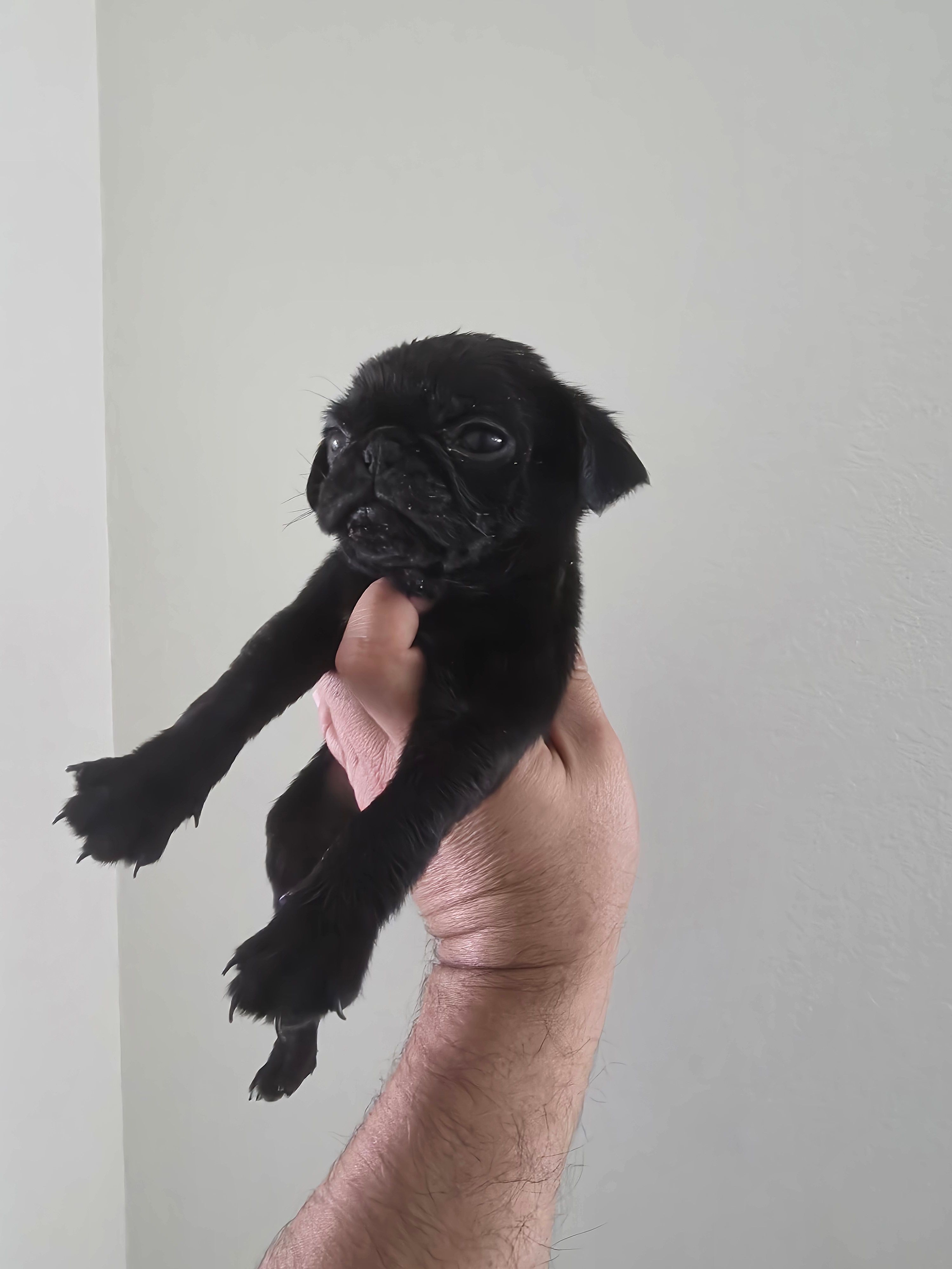 Lucky – Pug puppy for sale in Dallas, TX