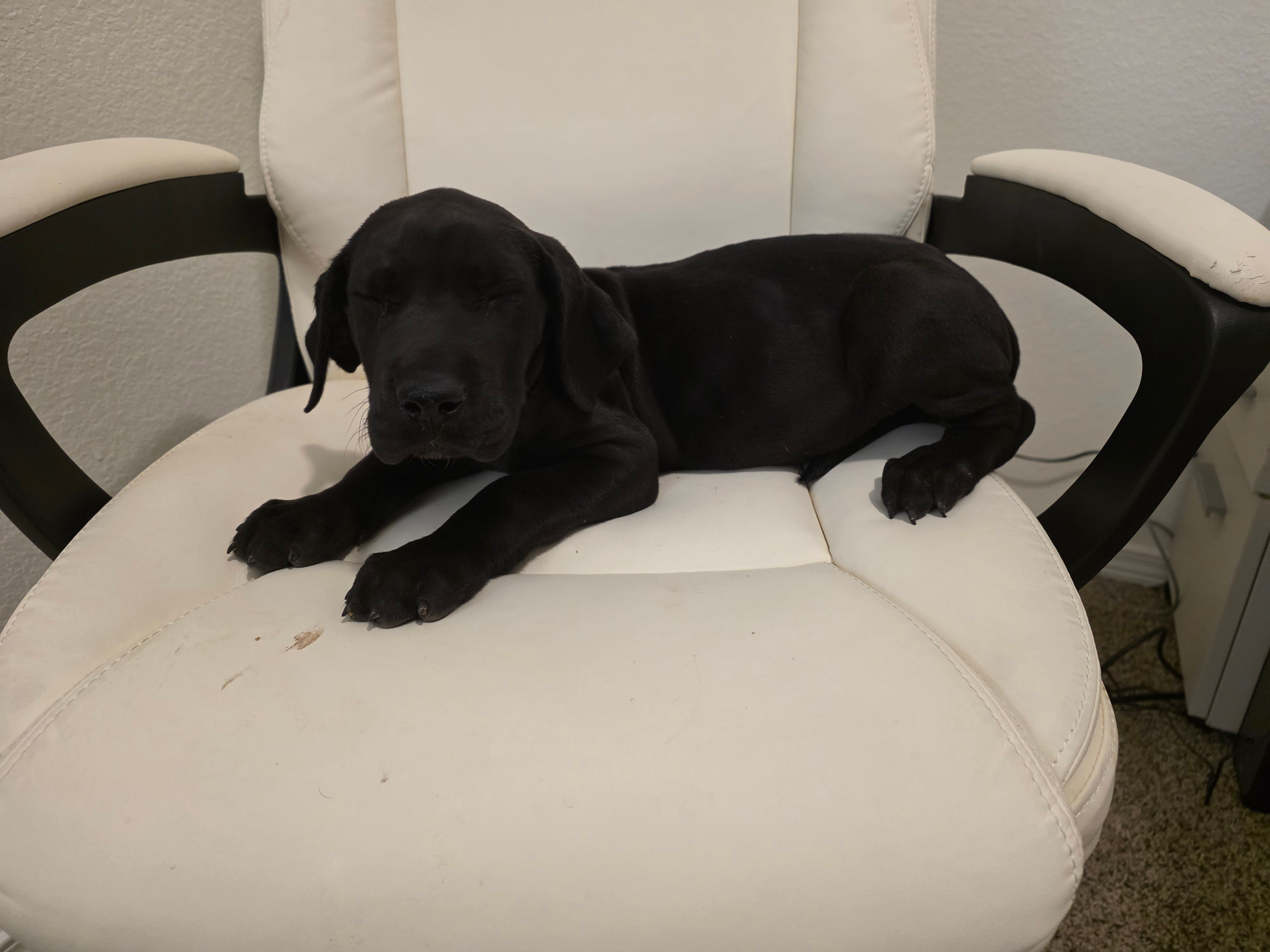 GREAT DANE BLACK  – Great Dane puppy for sale in Dallas, TX