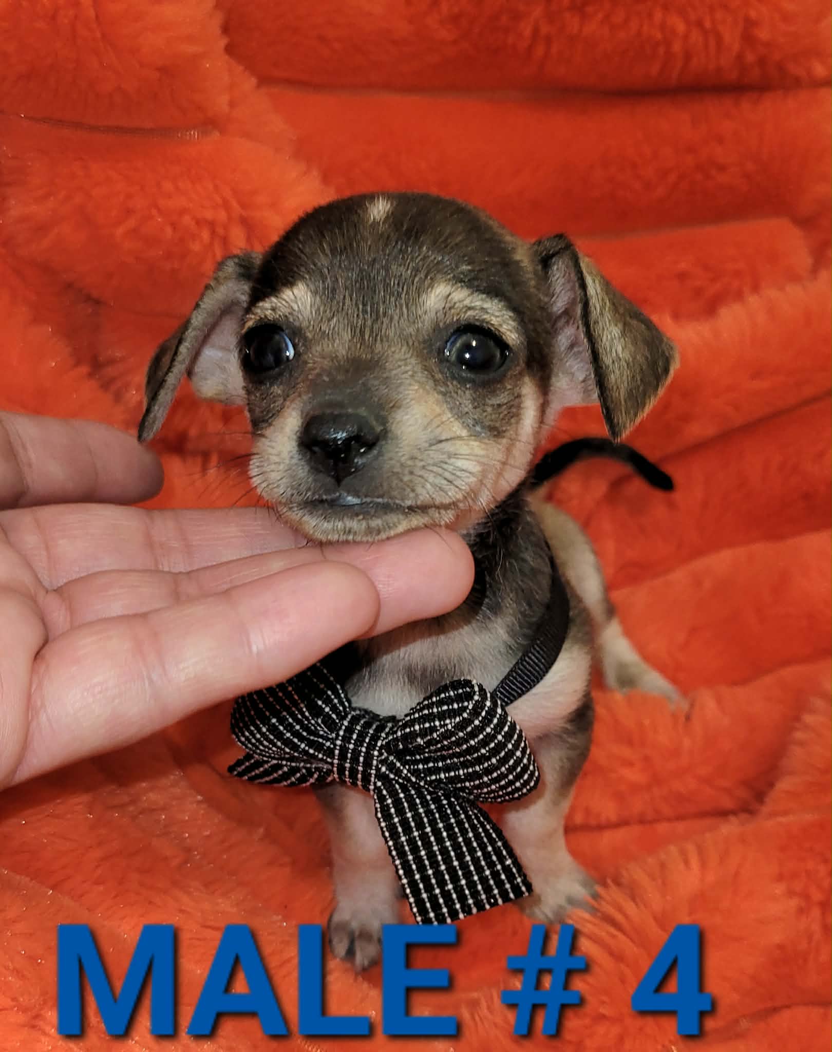 Milo  – Chihuahua puppy for sale in Dallas, TX