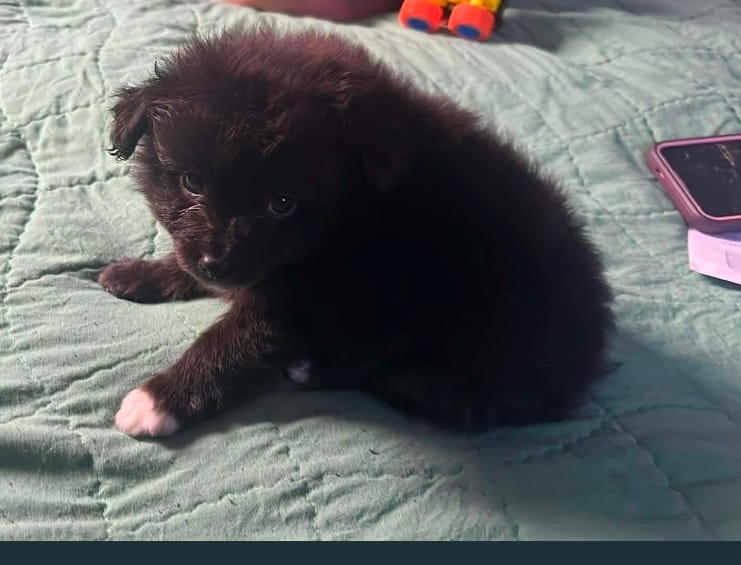 Spike – Pomeranian puppy for sale in Dallas, TX