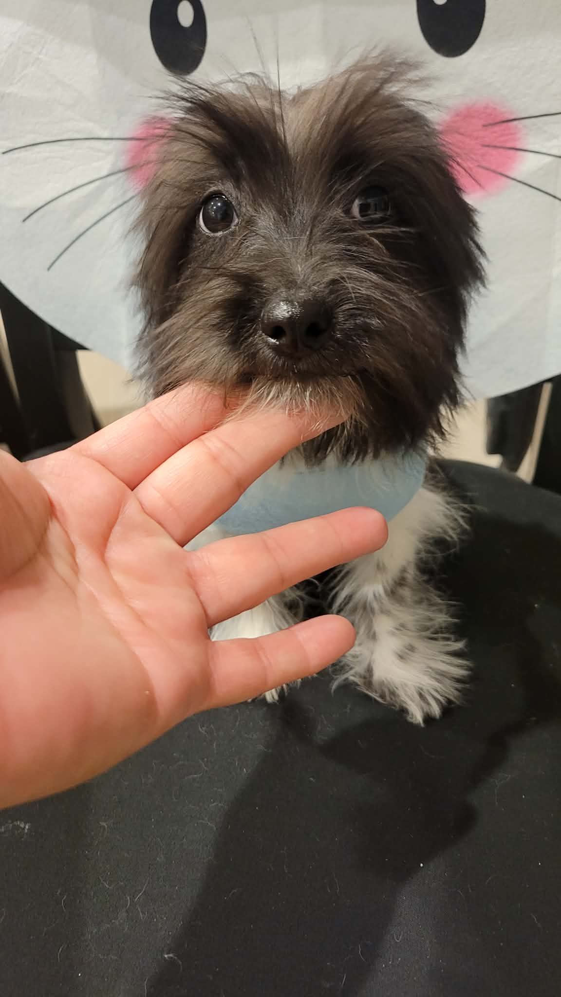 Winston – Lhasa Apso, Yorkshire Terrier puppy for sale in Dallas, TX