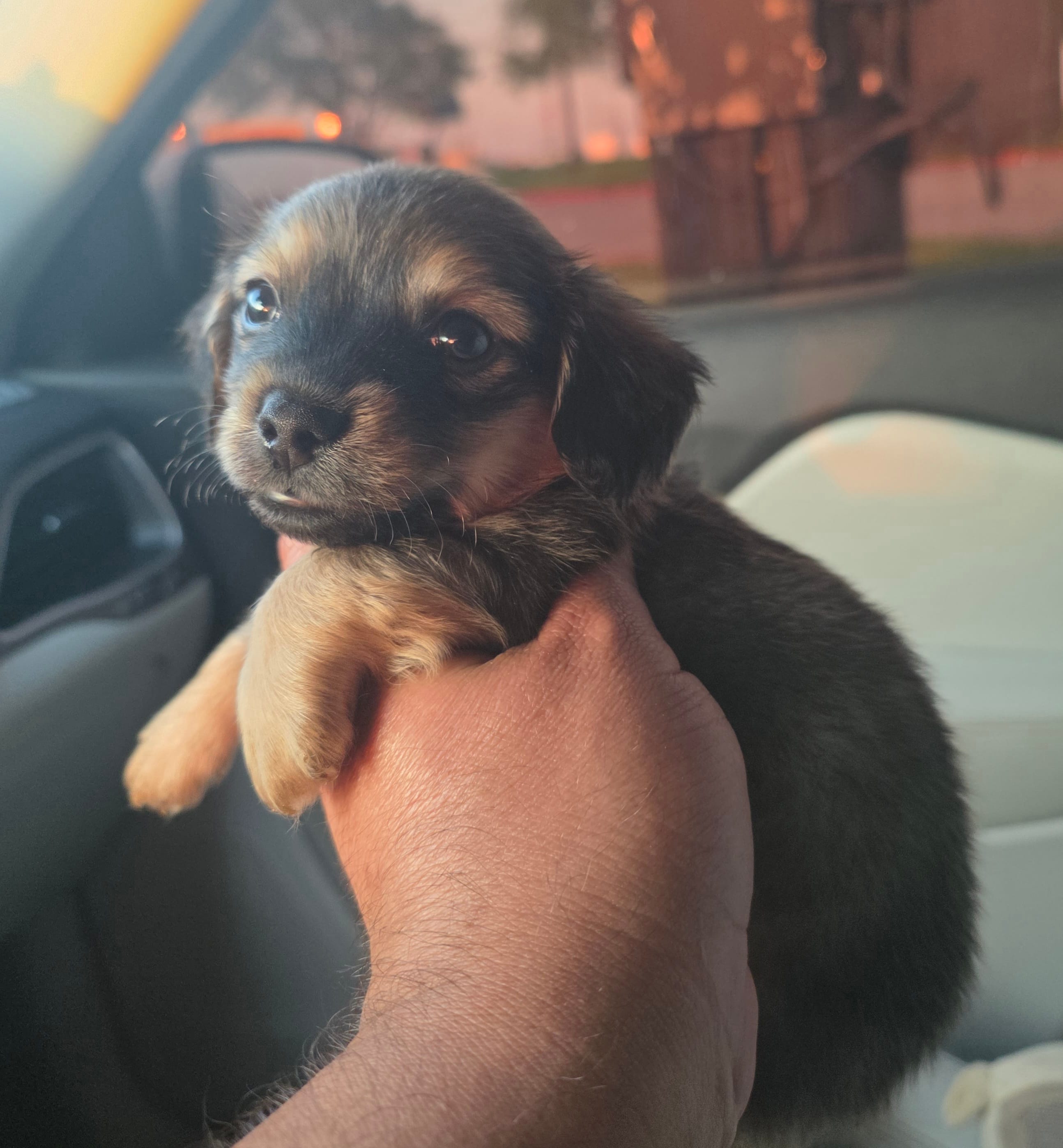 Winston – Miniature Dachshund puppy for sale in Dallas, TX