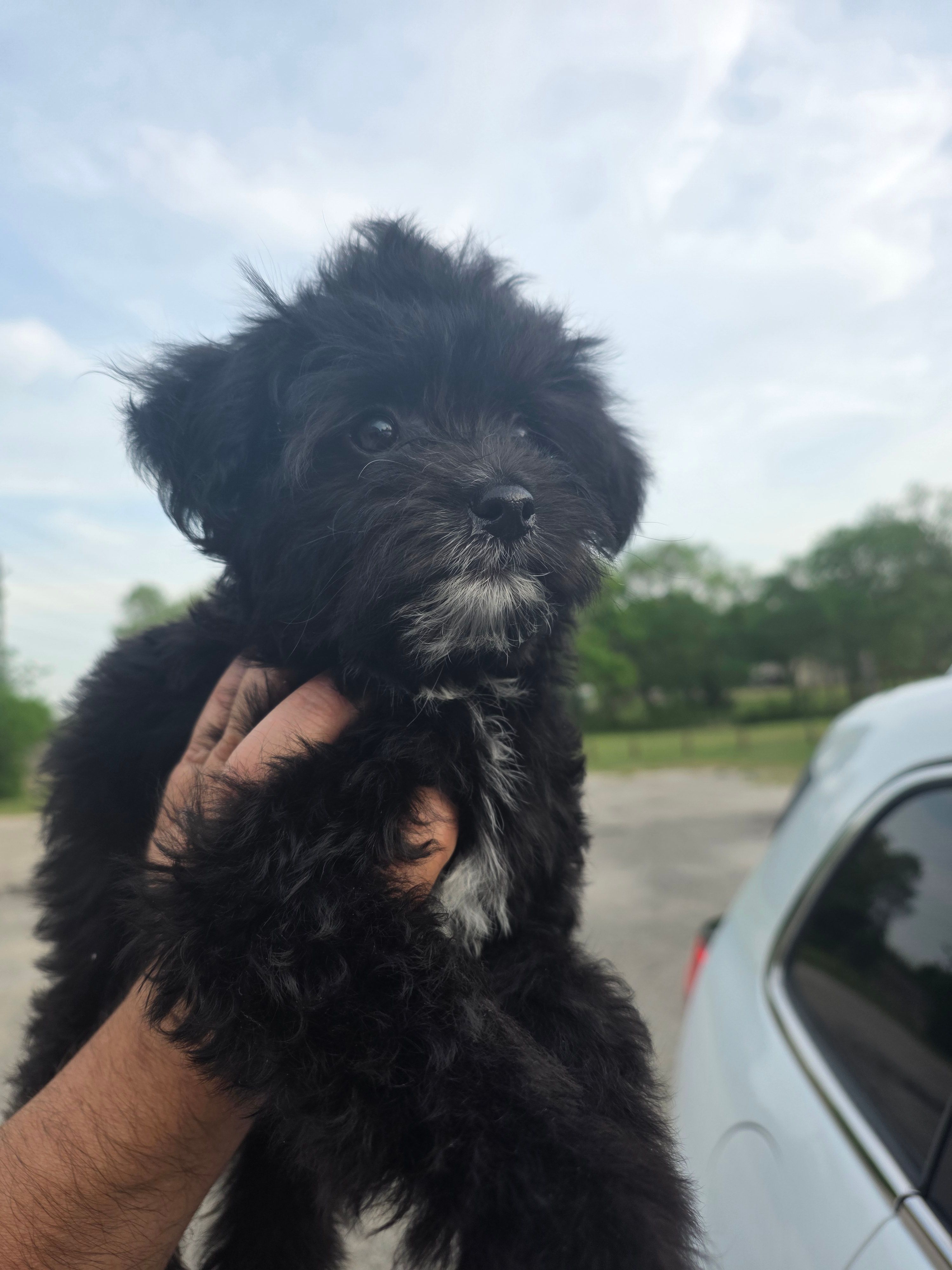 Zelda – Maltipoo puppy for sale in Dallas, TX