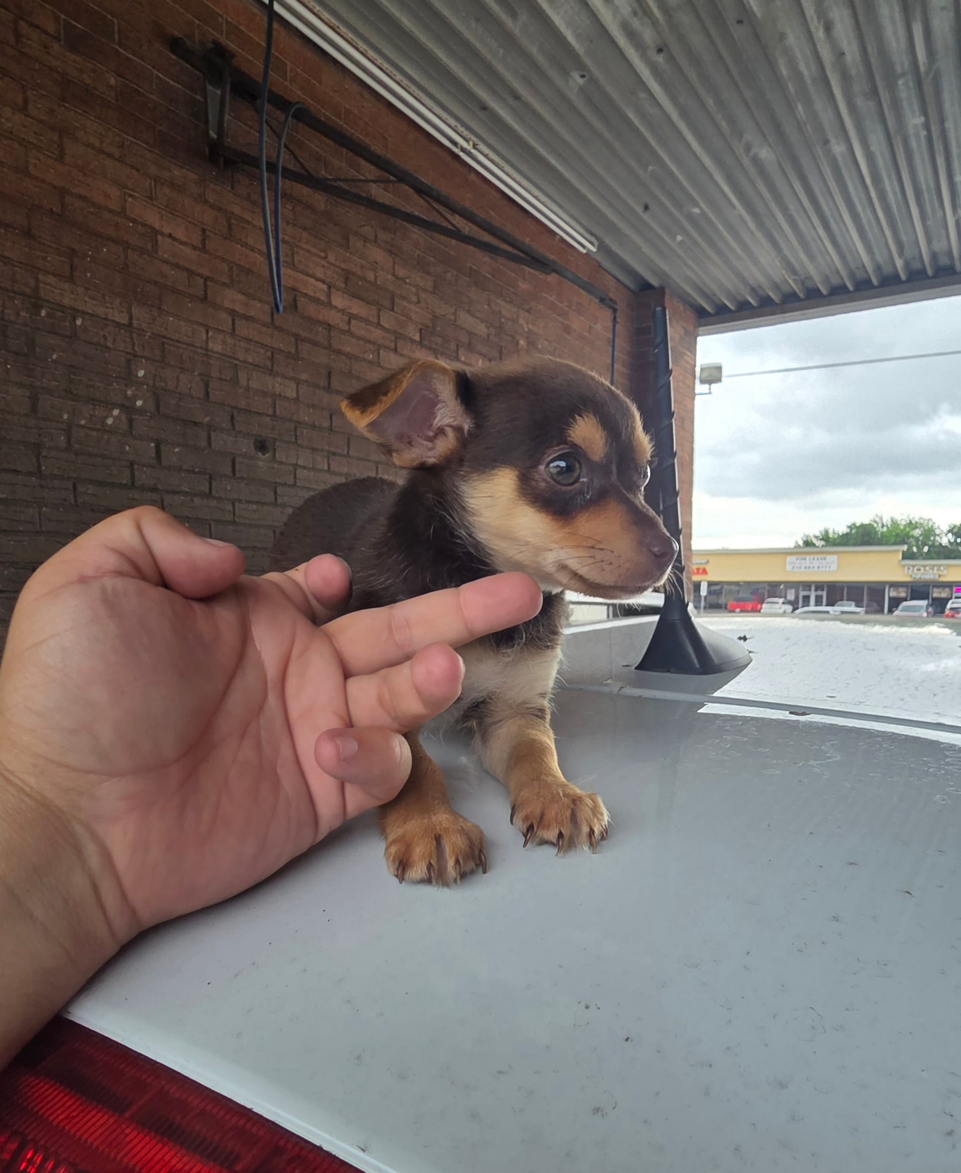 Winston – Chihuahua puppy for sale in Dallas, TX