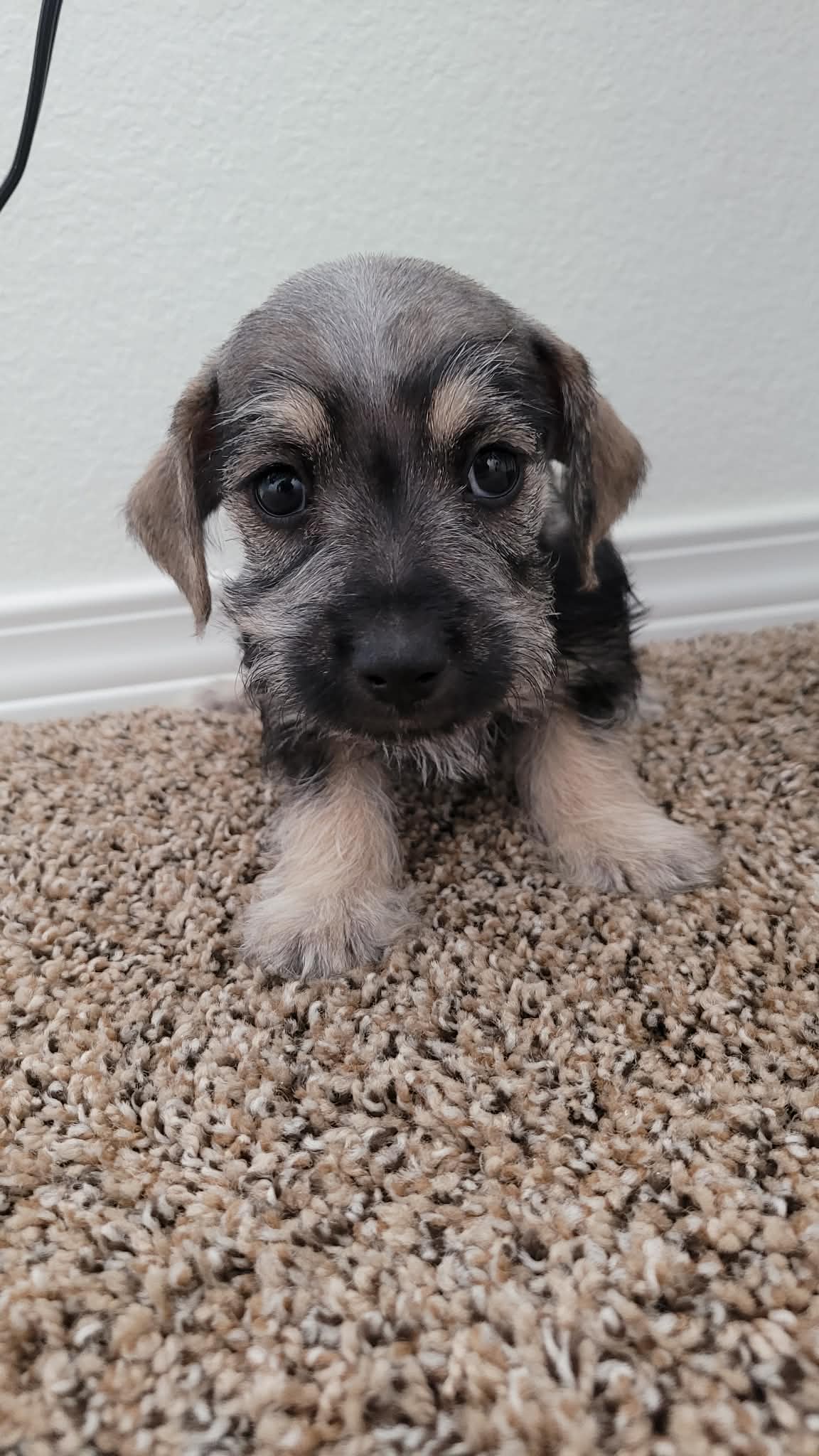 Molly – Miniature Schnauzer puppy for sale in Dallas, TX