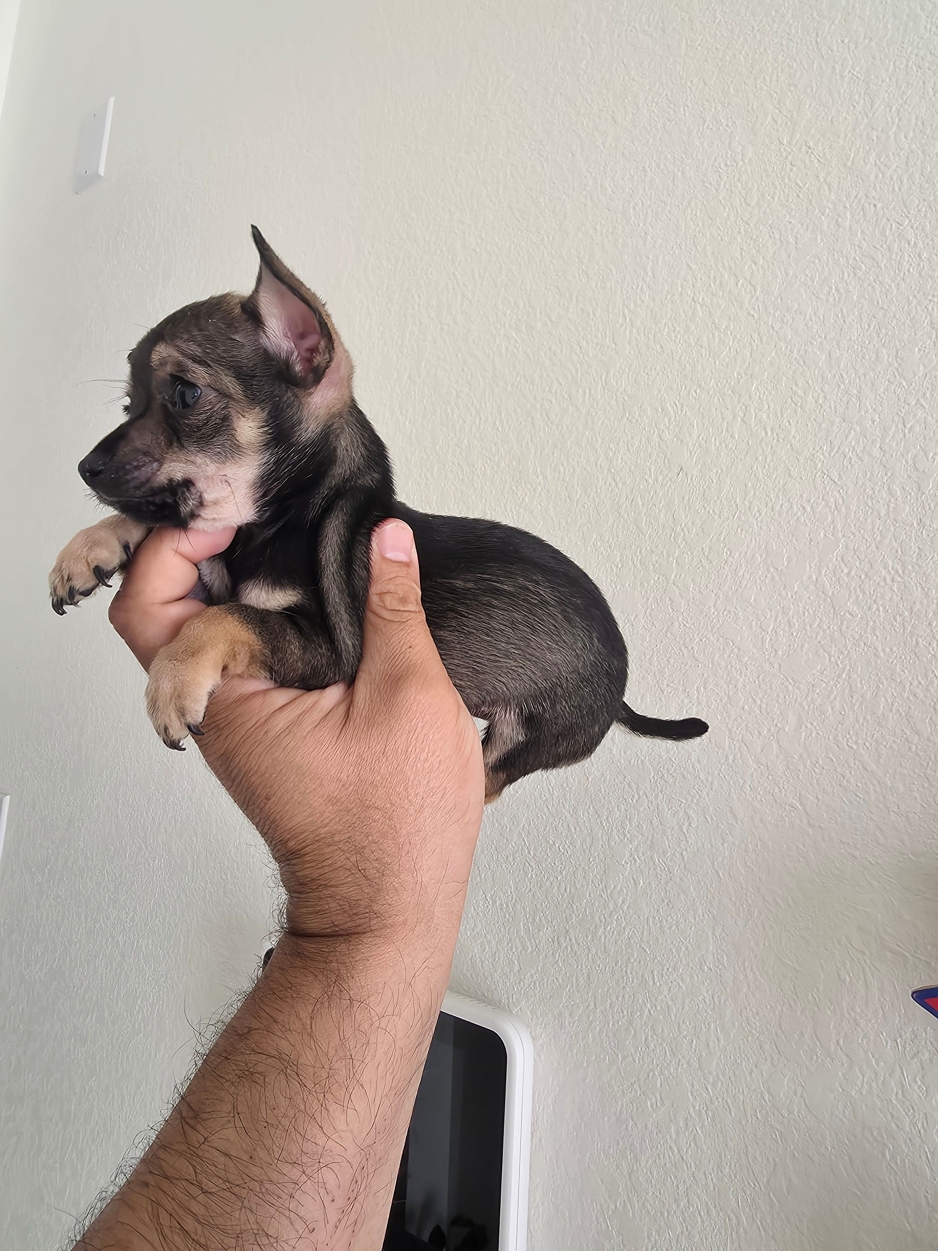 TAQUITO  – Chihuahua puppy for sale in Dallas, TX