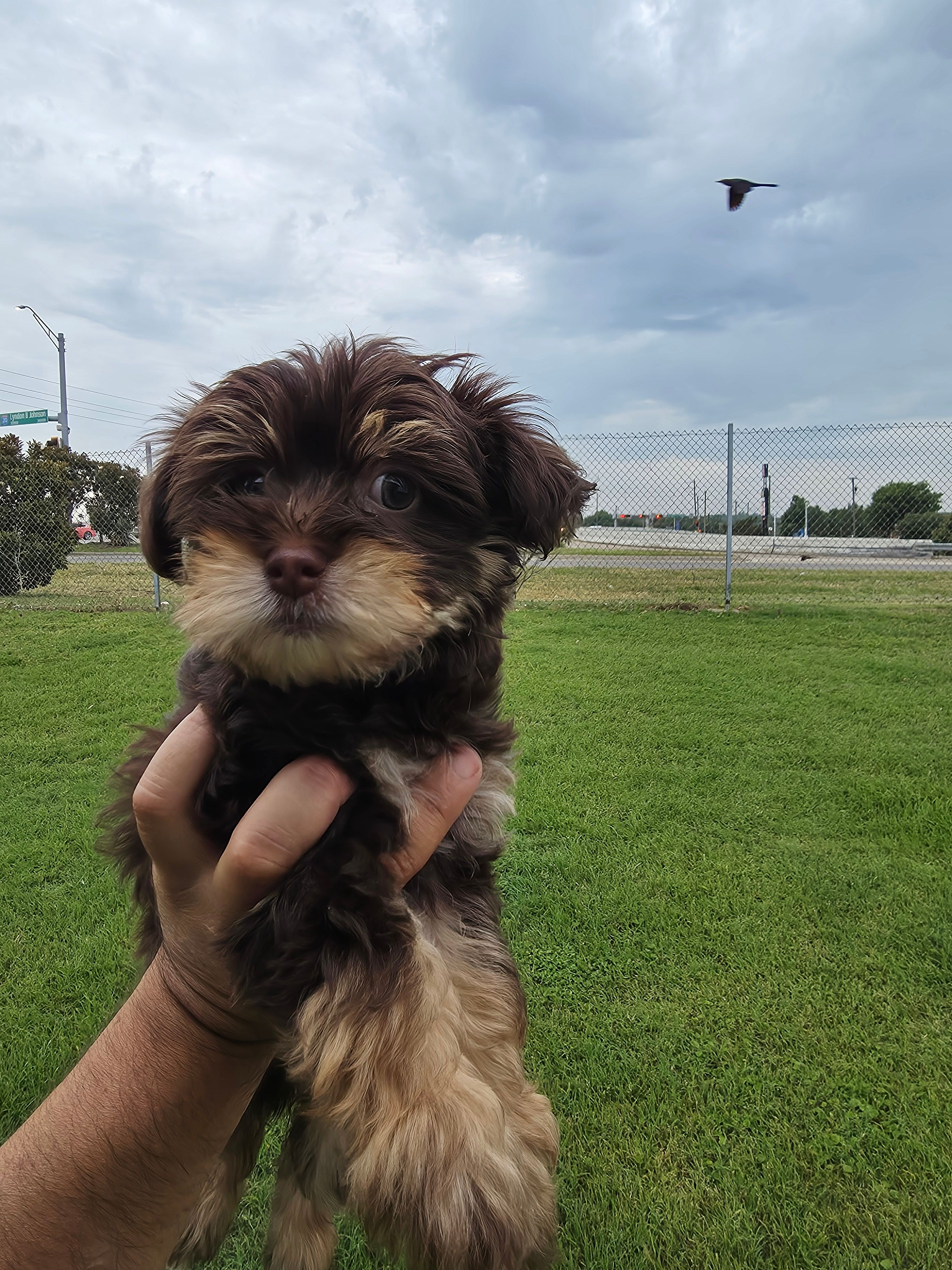 Mitsi – Yorkshire Terrier puppy for sale in Dallas, TX