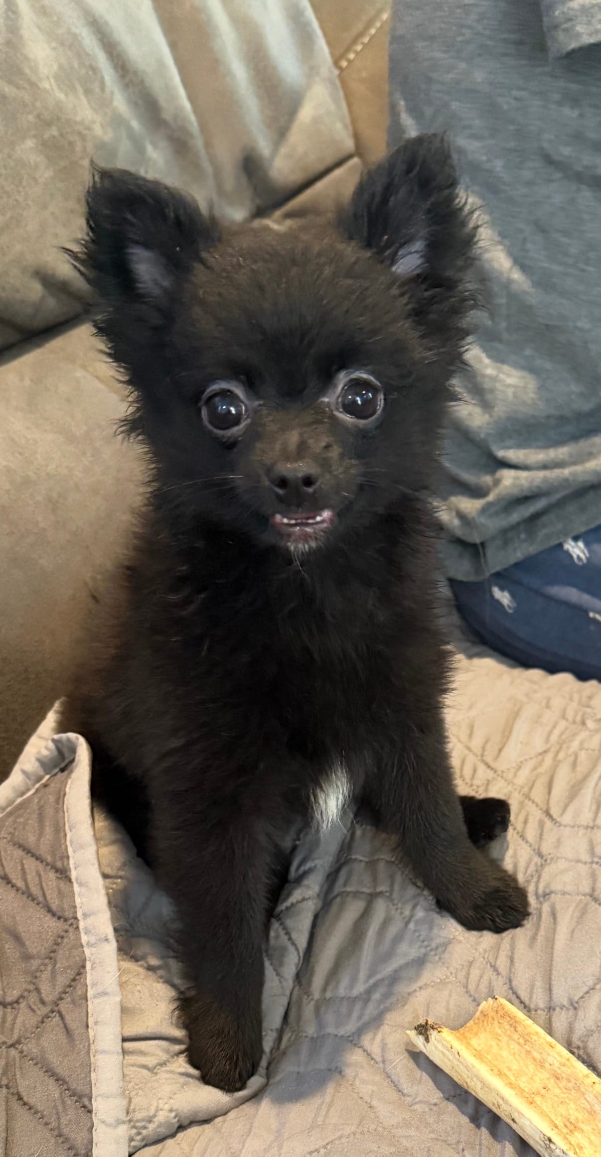 Rizzo  – Pomeranian puppy for sale in Jackson Township, NJ