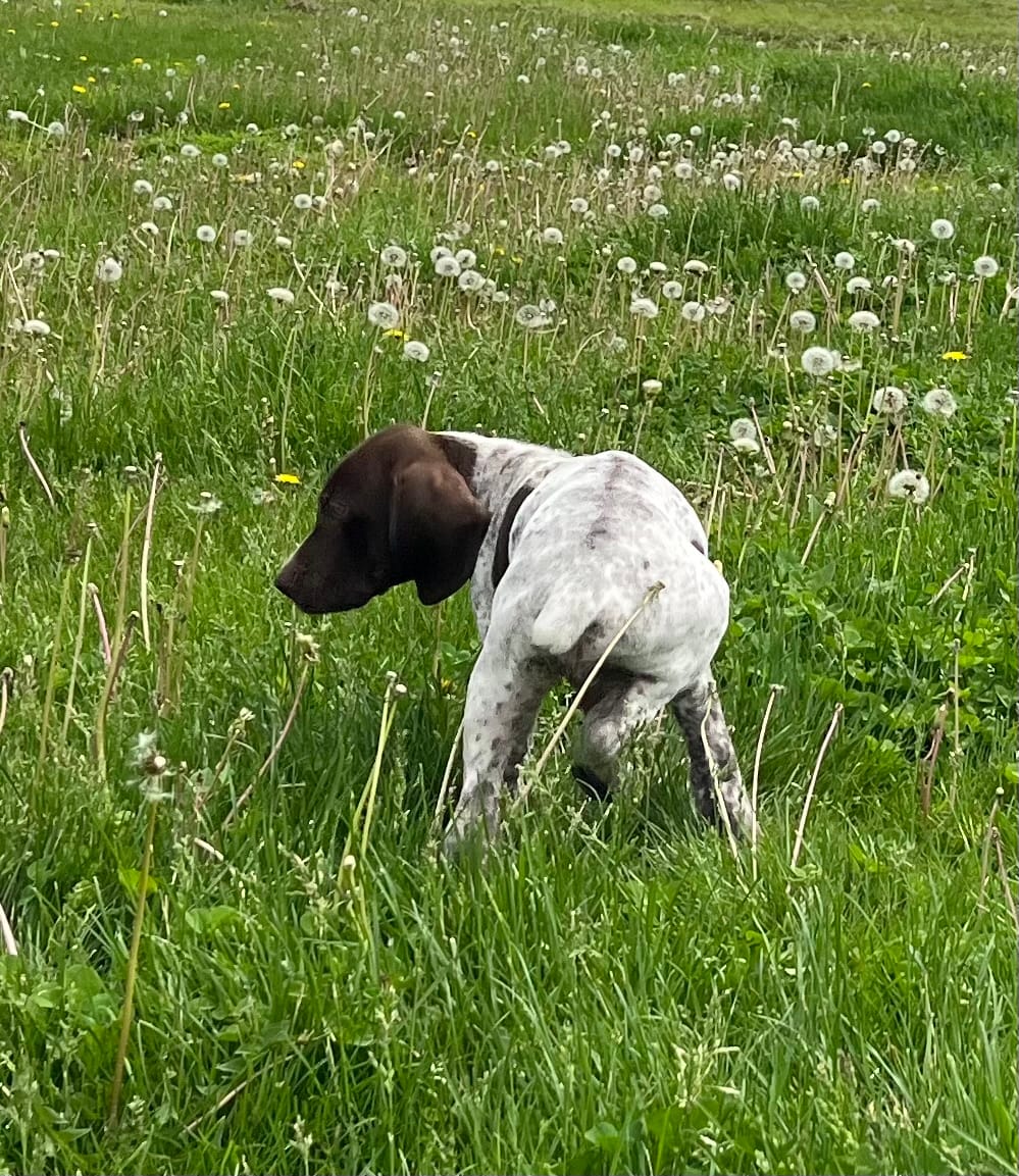Male – German Shorthaired Pointer puppy for sale in Le Roy, NY
