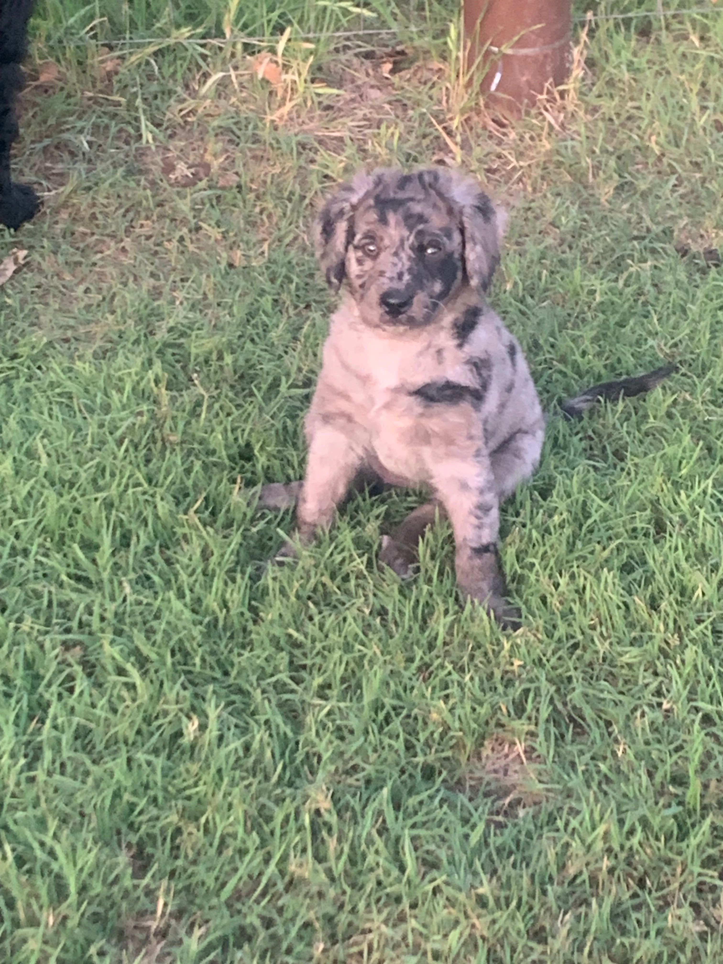 Oakley  – Bernedoodle puppy for sale in Lone Grove, OK