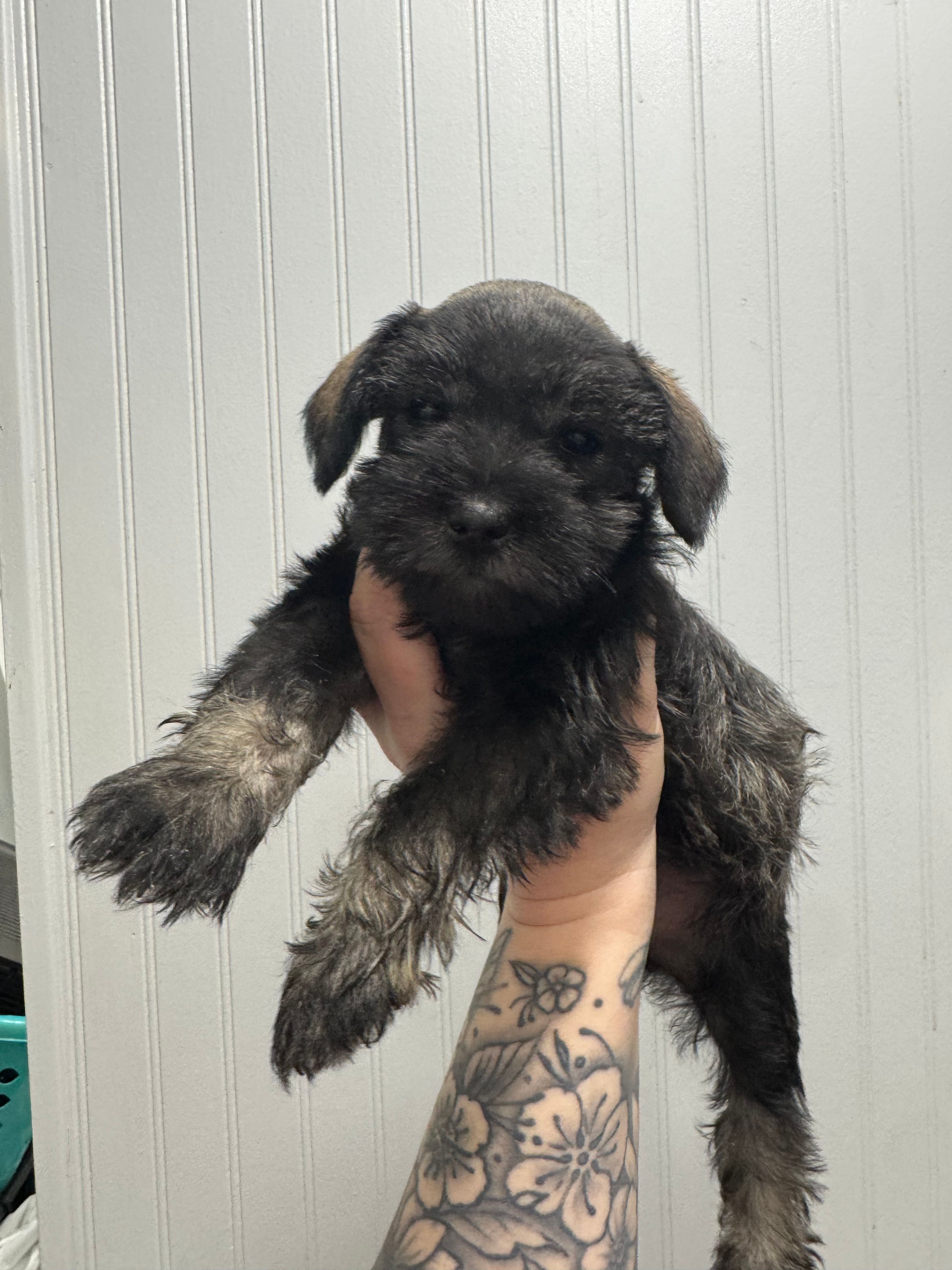 Dark Salt & Pepper Female – Miniature Schnauzer puppy for sale in Rainsville, AL