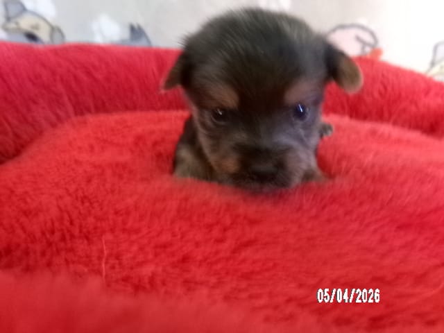 Amelia – Pomeranian, Yorkshire Terrier puppy for sale in Anderson, SC