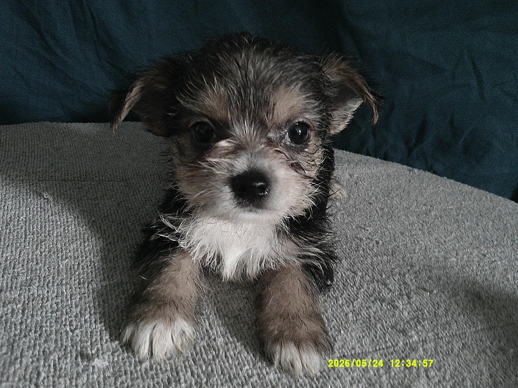 Liam – Pomeranian, Yorkshire Terrier puppy for sale in Anderson, SC