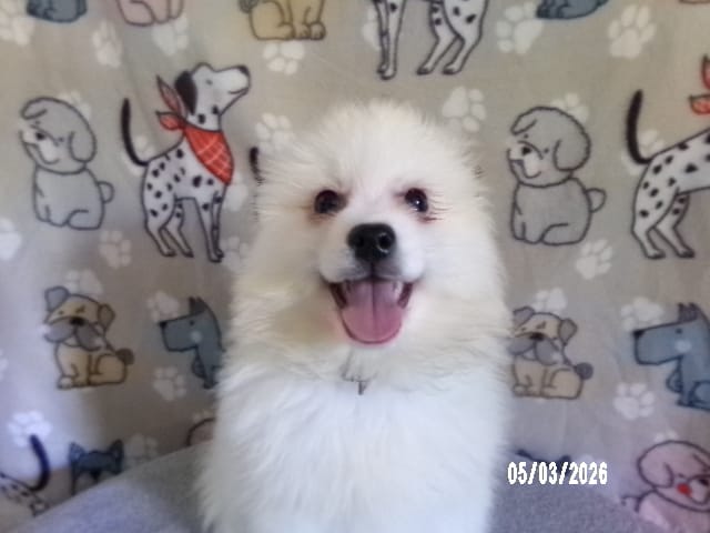 John - Black – American Eskimo puppy for sale in Anderson, SC