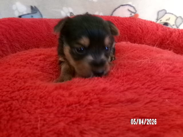 Mia – Pomeranian, Yorkshire Terrier puppy for sale in Anderson, SC