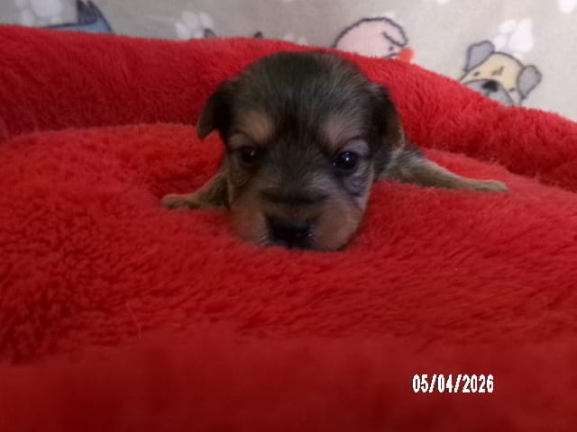 Emma – Pomeranian, Yorkshire Terrier puppy for sale in Anderson, SC