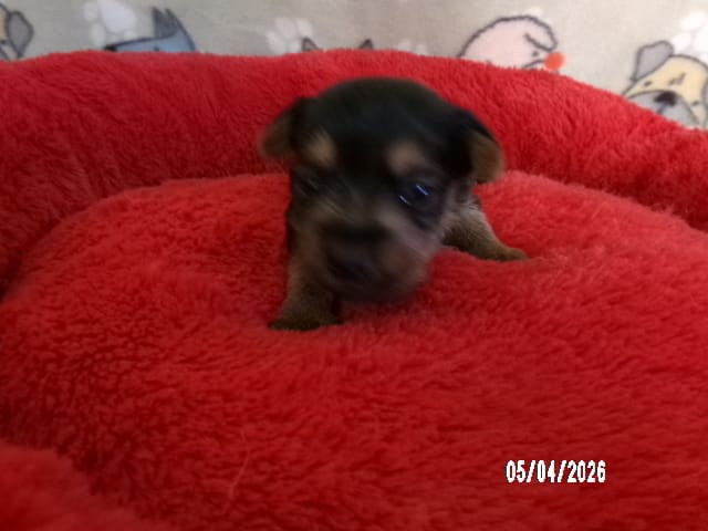 Olivia – Pomeranian, Yorkshire Terrier puppy for sale in Anderson, SC
