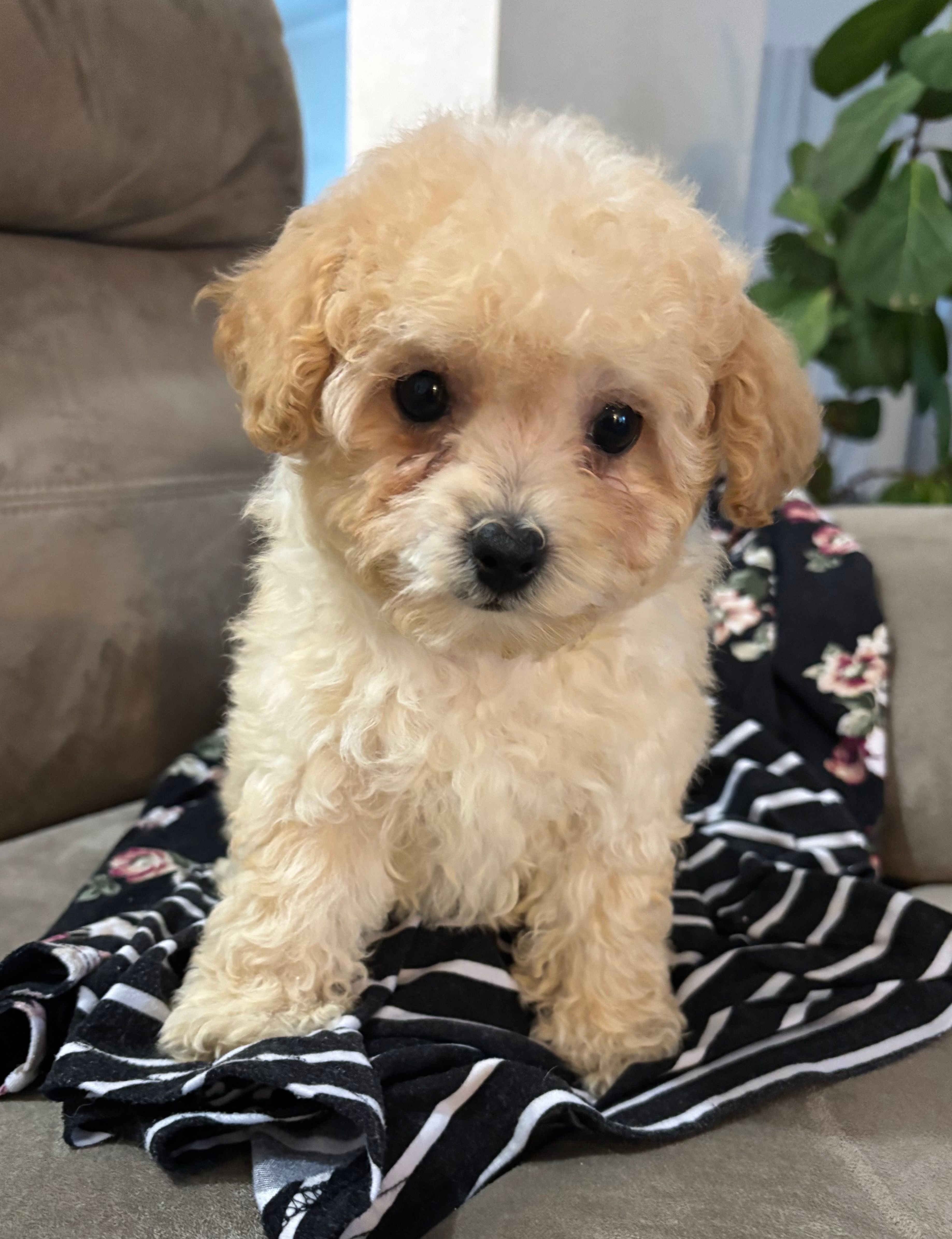 Sandy – Poodle - Miniature  puppy for sale in Montezuma, GA