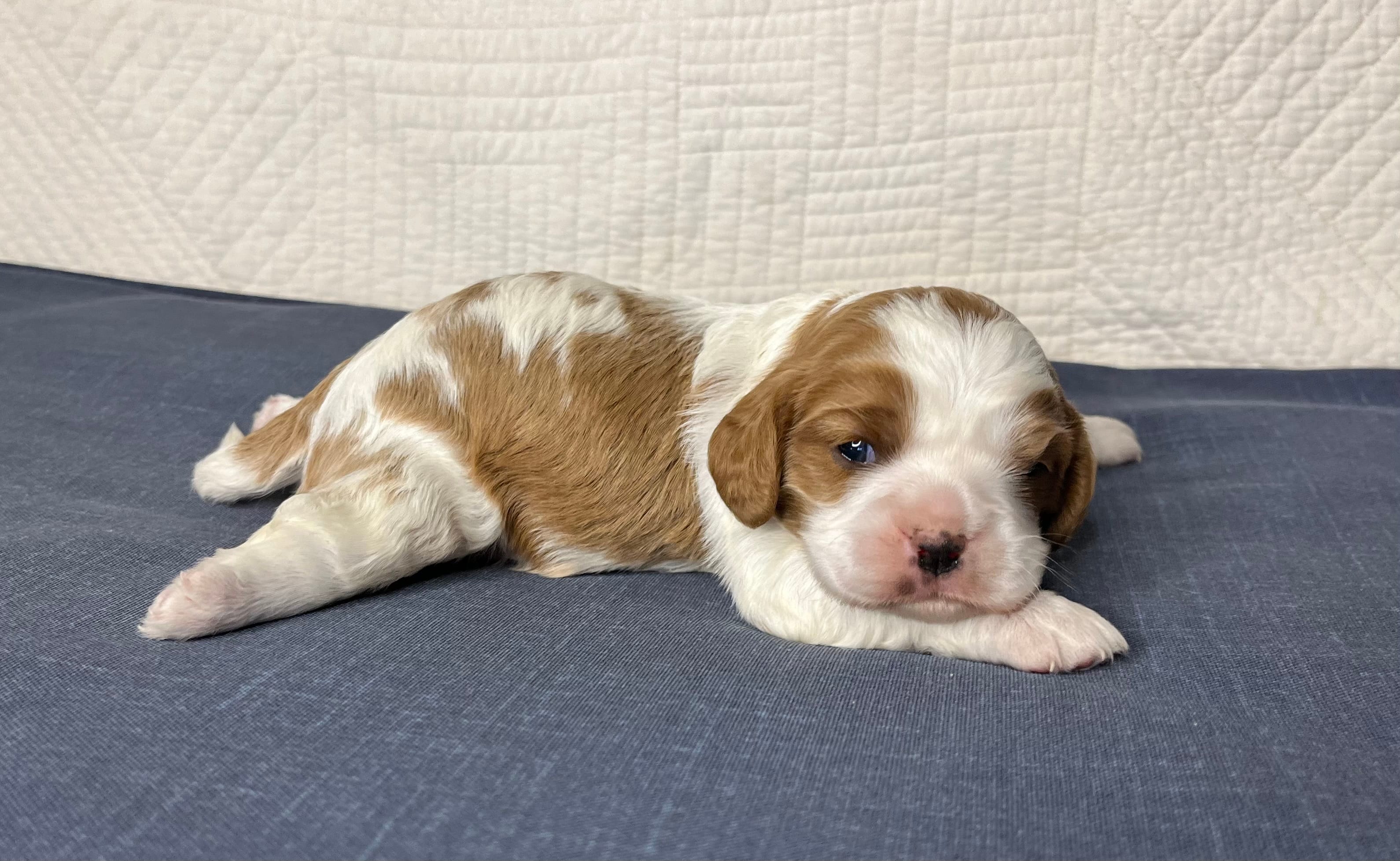 Jerry – Cavalier King Charles Spaniel puppy for sale in Fredericksburg, OH