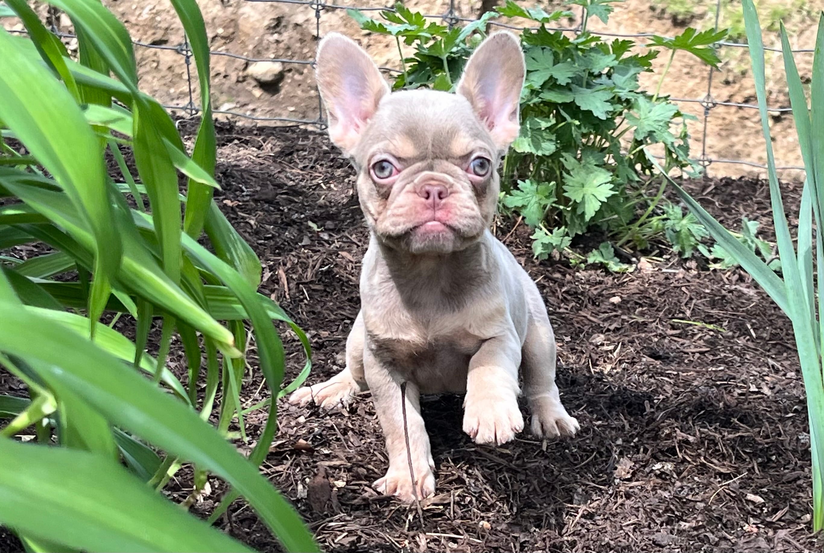 Izzy – French Bulldog puppy for sale in Fredericksburg, OH