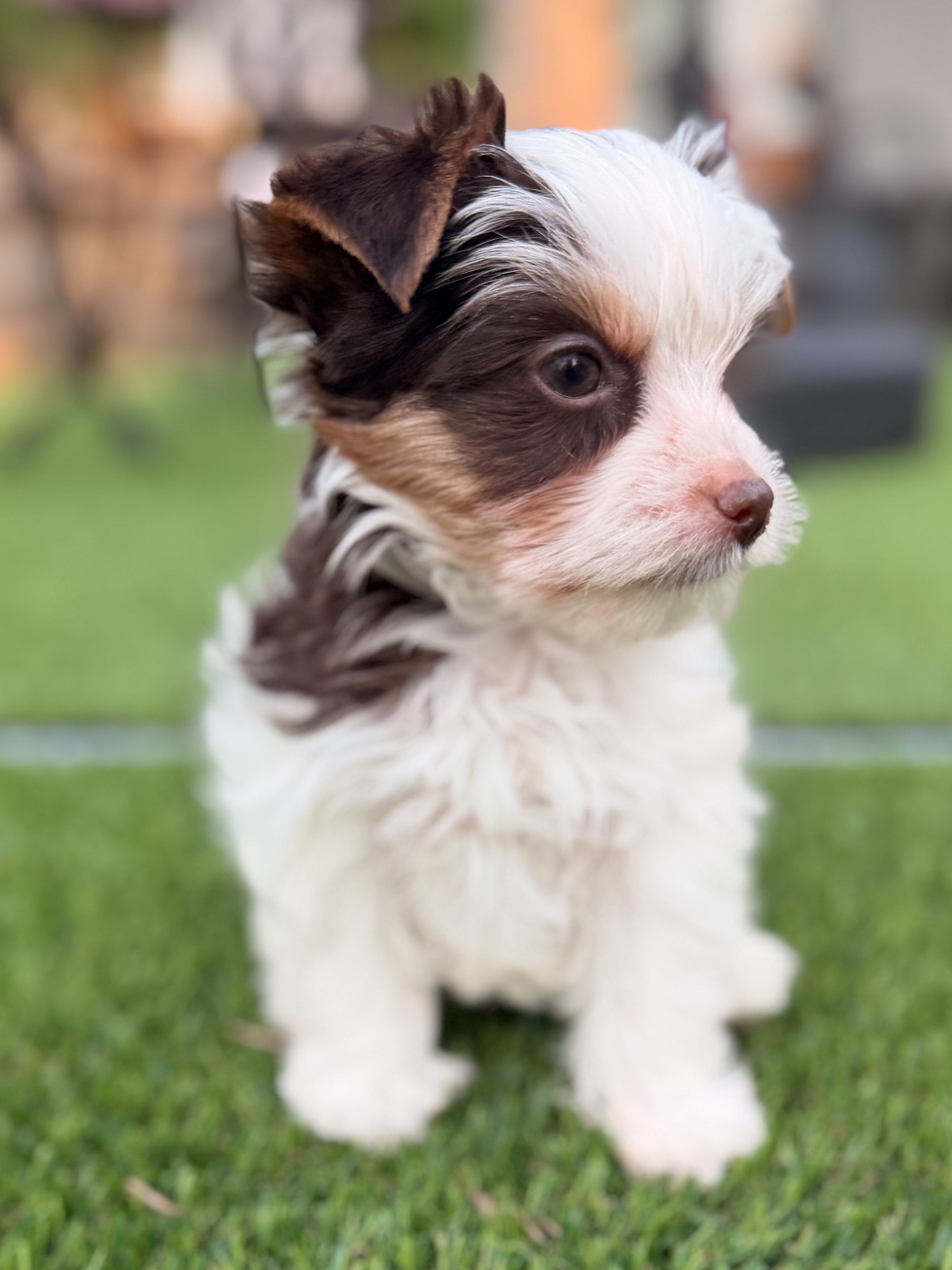 Moo Moo – Yorkshire Terrier puppy for sale in Jacksonville, FL