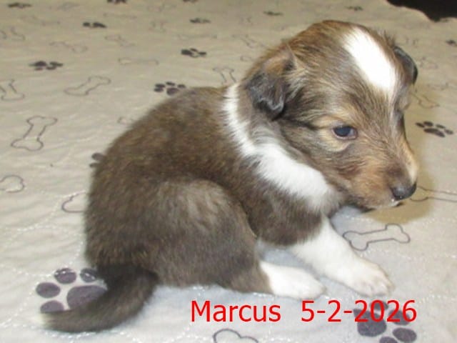 Marcus – Shetland Sheepdog puppy for sale in Solon, ME