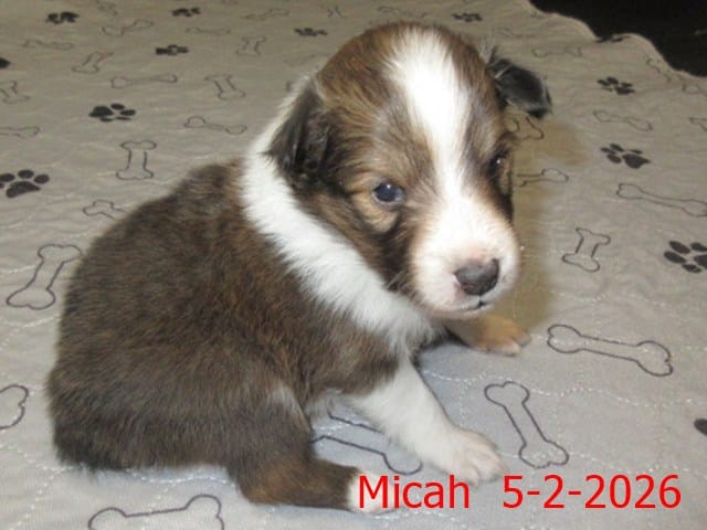 Micah – Shetland Sheepdog puppy for sale in Solon, ME