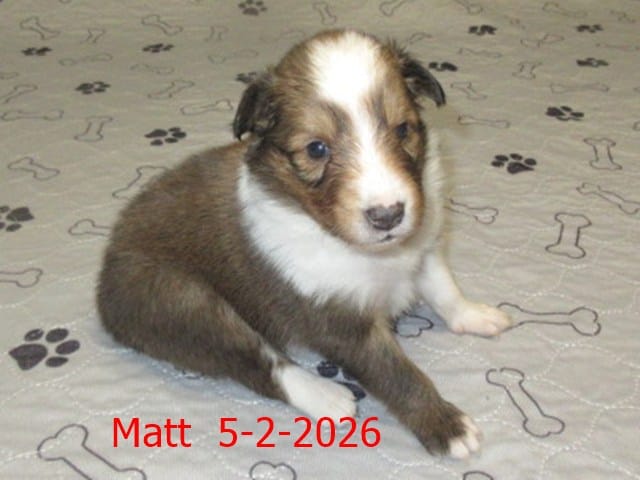 Matt – Shetland Sheepdog puppy for sale in Solon, ME