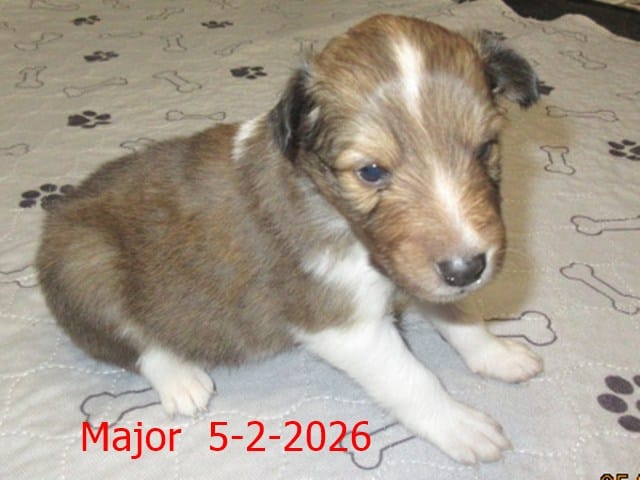 Major – Shetland Sheepdog puppy for sale in Solon, ME