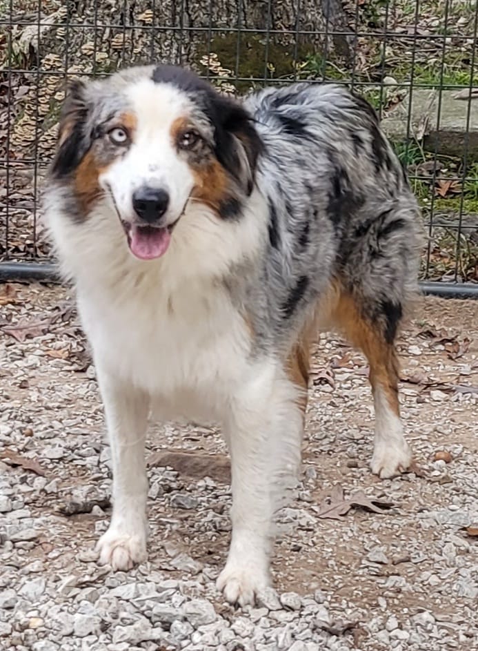 Elsa – Australian Shepherd puppy for sale in Clinton, MO