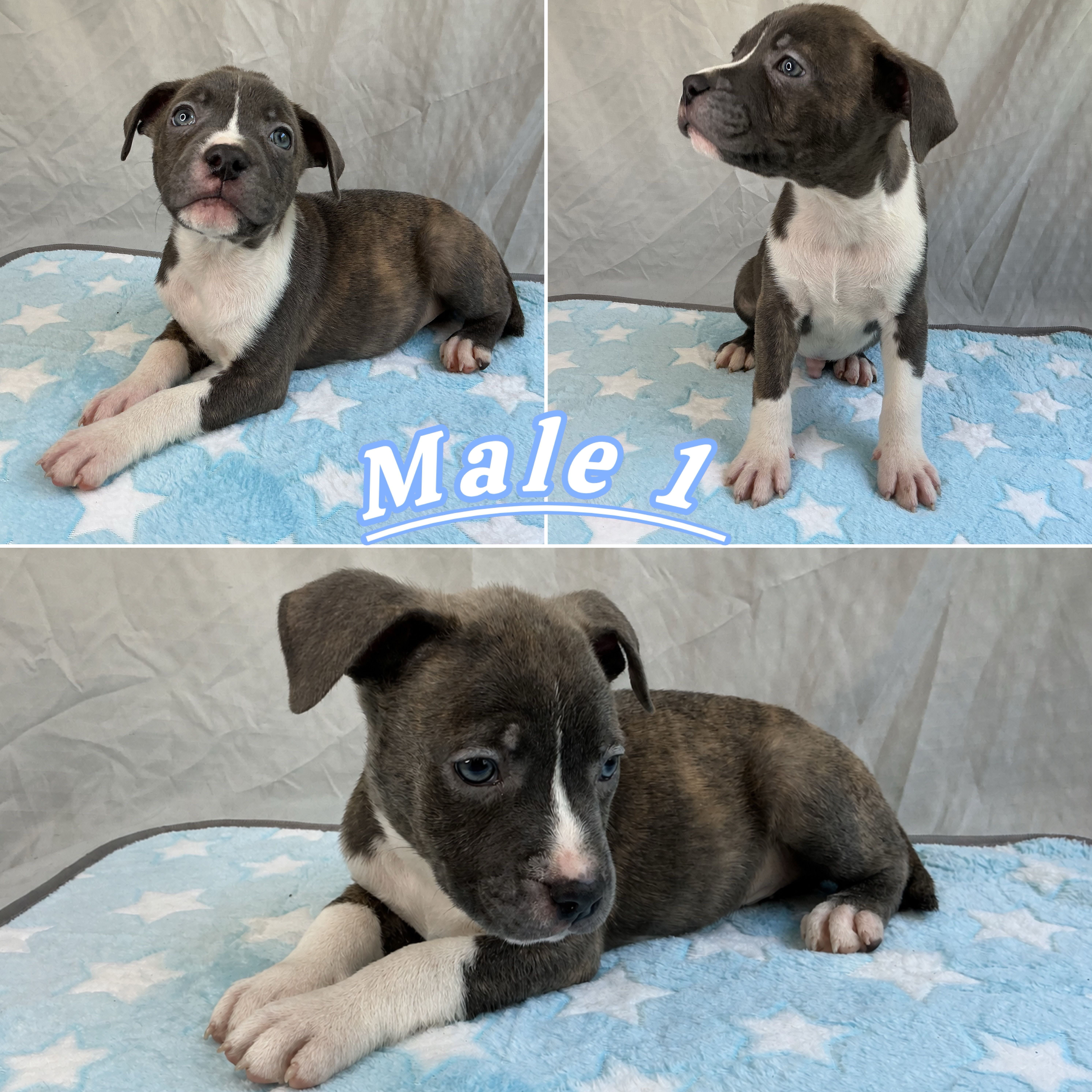 Male 1💙 – American Staffordshire Terrier, American Pit Bull Terrier puppy for sale in Yorktown, VA