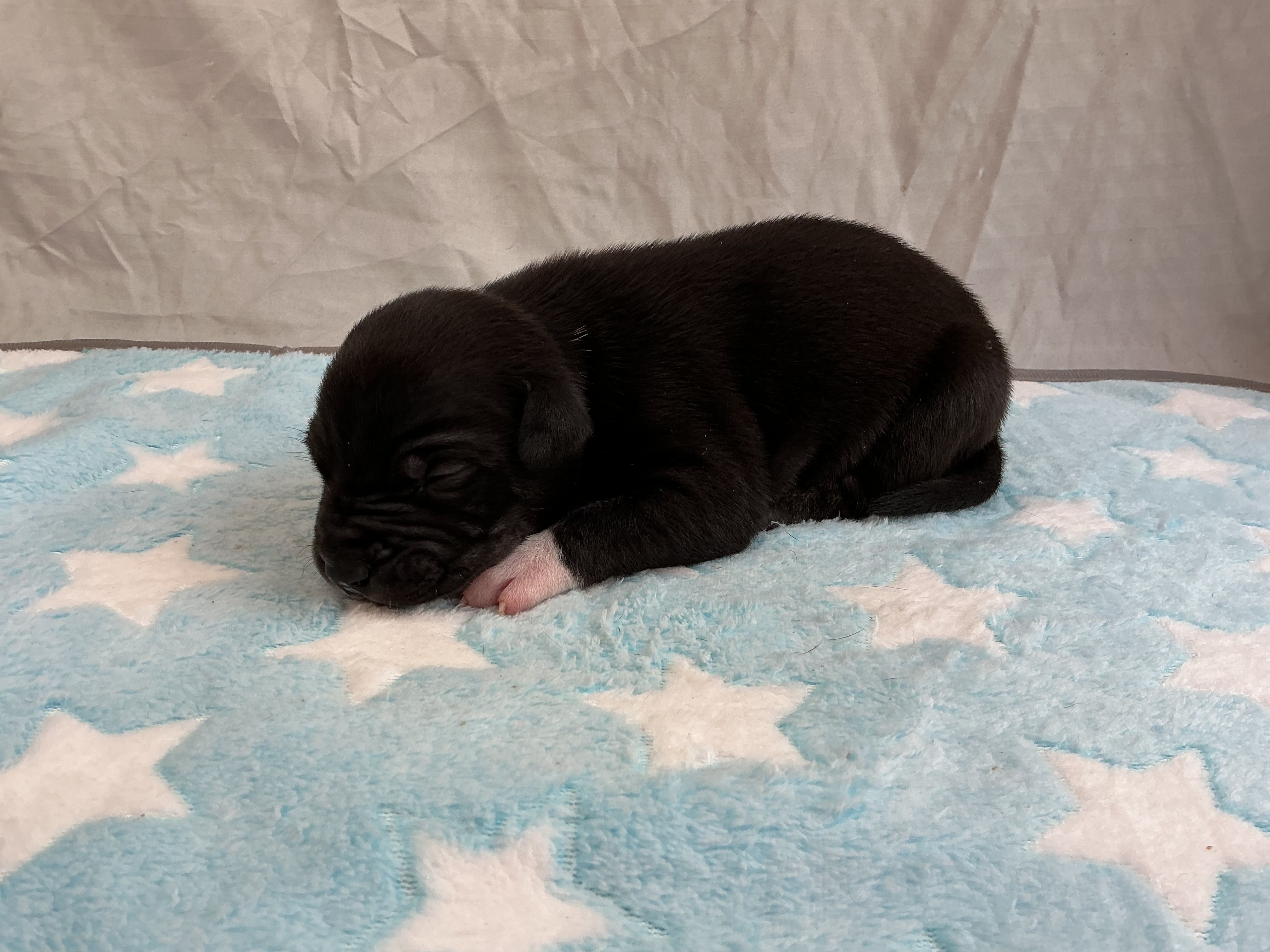 Male 7💙 – American Staffordshire Terrier, American Pit Bull Terrier puppy on hold in Yorktown, VA