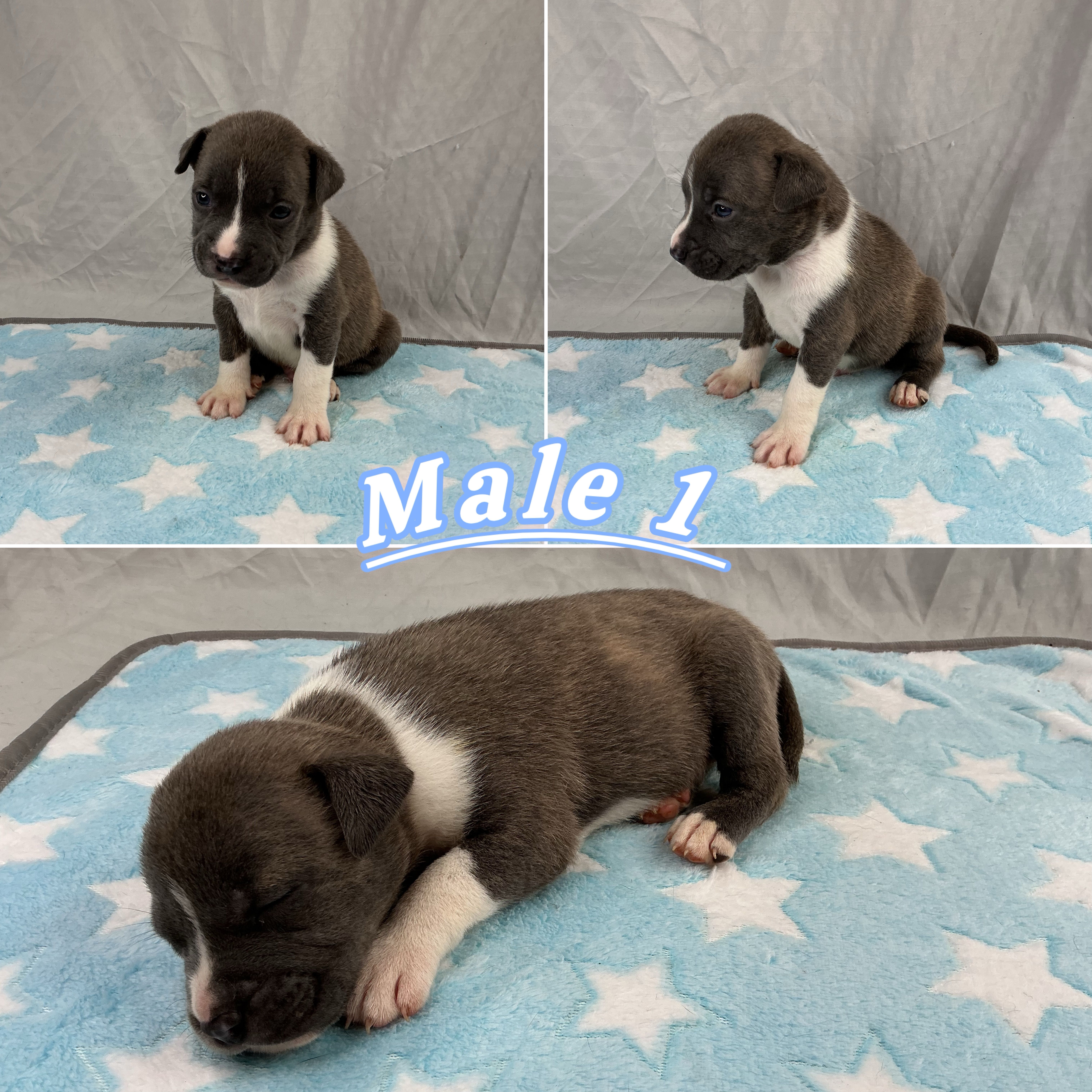 Male 1💙 – American Staffordshire Terrier, American Pit Bull Terrier puppy for sale in Yorktown, VA