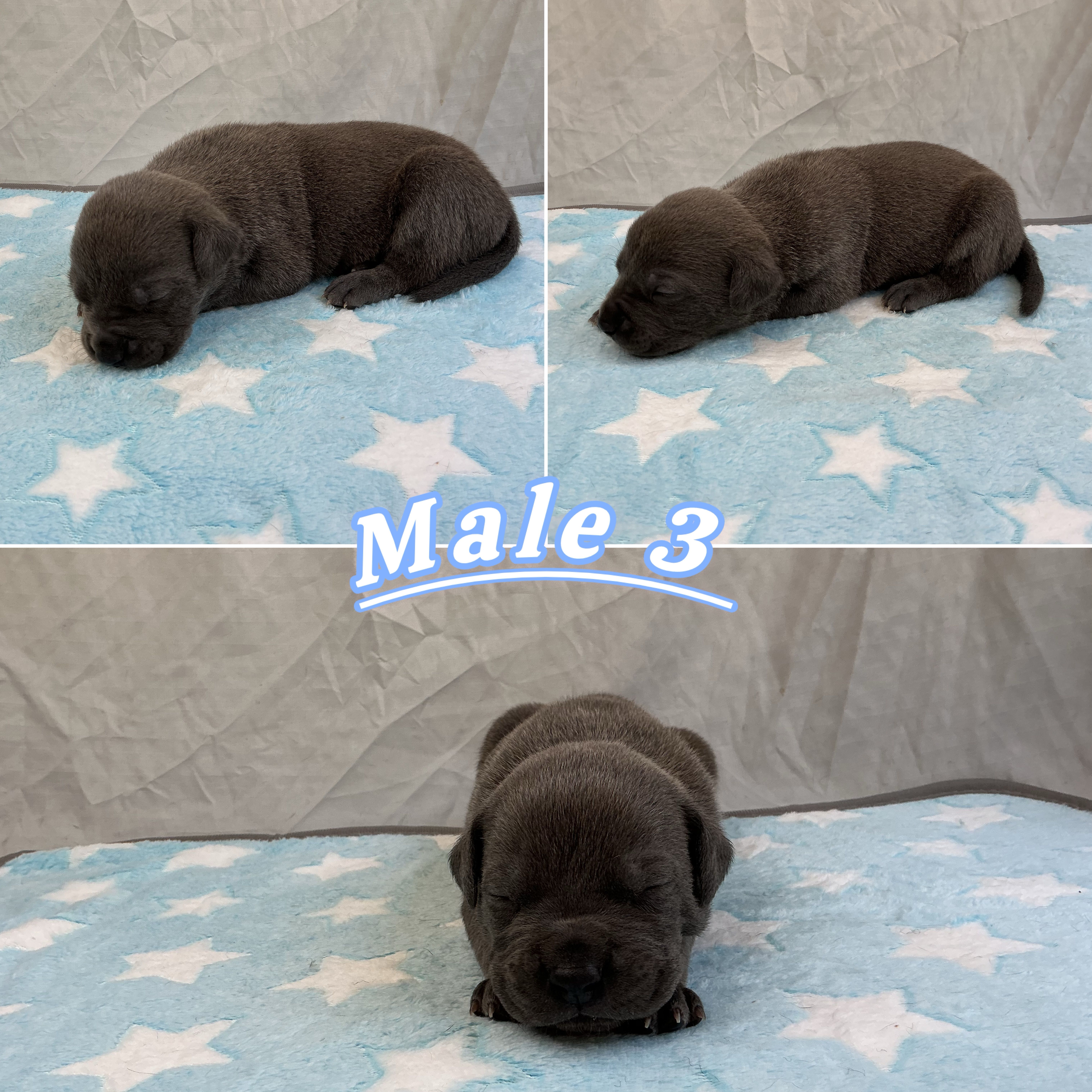 Male 3💙 – American Staffordshire Terrier, American Pit Bull Terrier puppy for sale in Yorktown, VA
