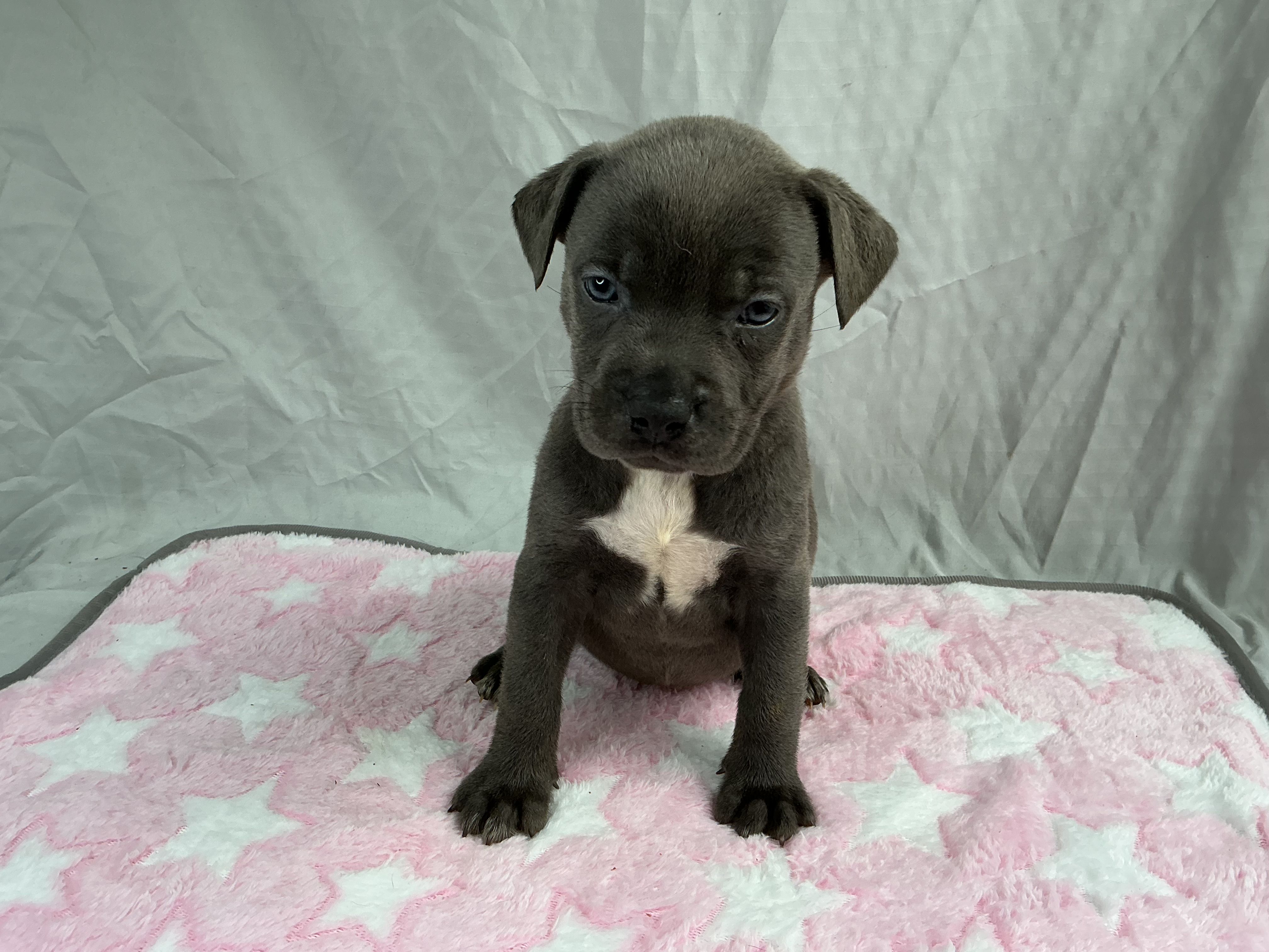 Female 2🩷 – American Staffordshire Terrier, American Pit Bull Terrier puppy on hold in Yorktown, VA