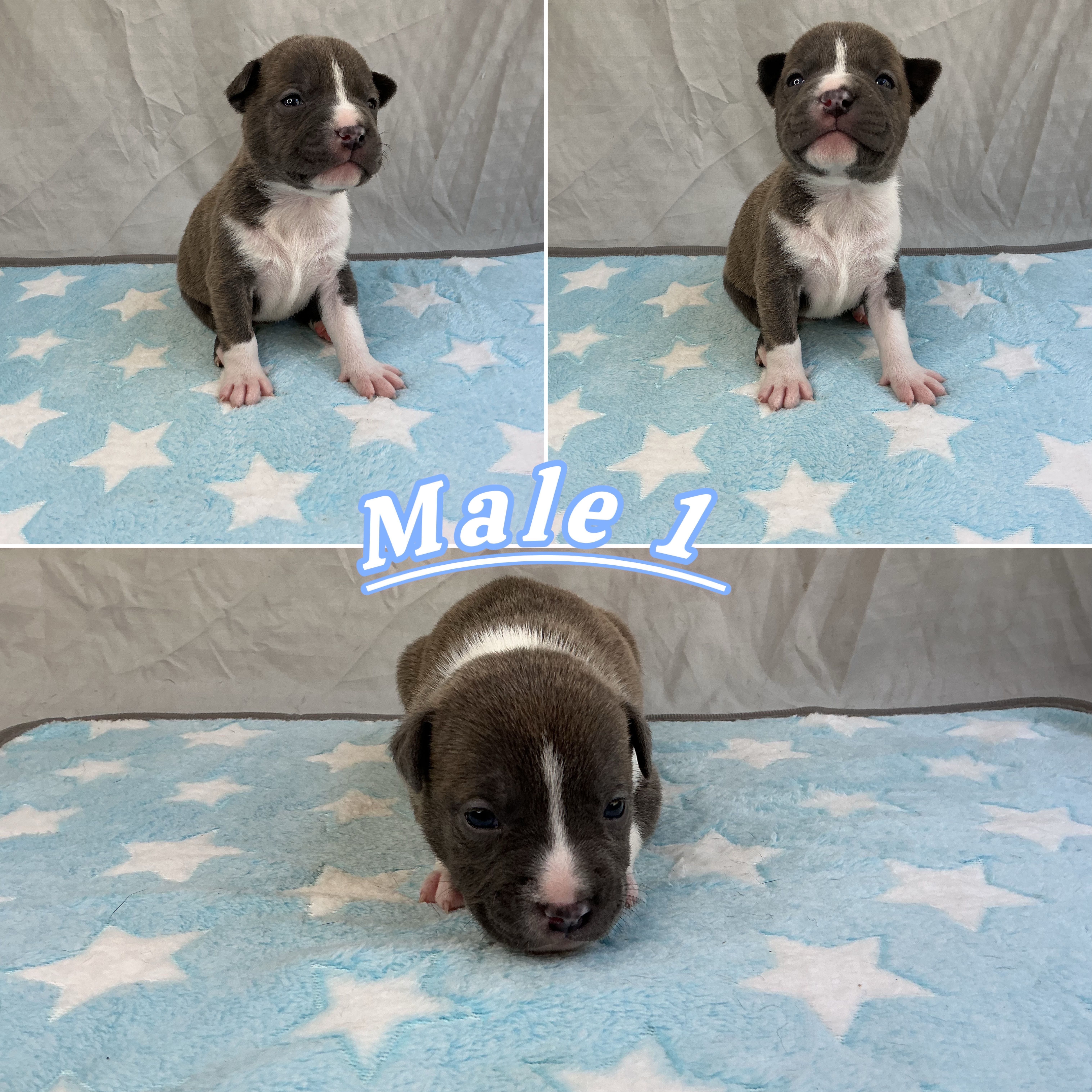 Male 1💙 – American Staffordshire Terrier, American Pit Bull Terrier puppy for sale in Yorktown, VA