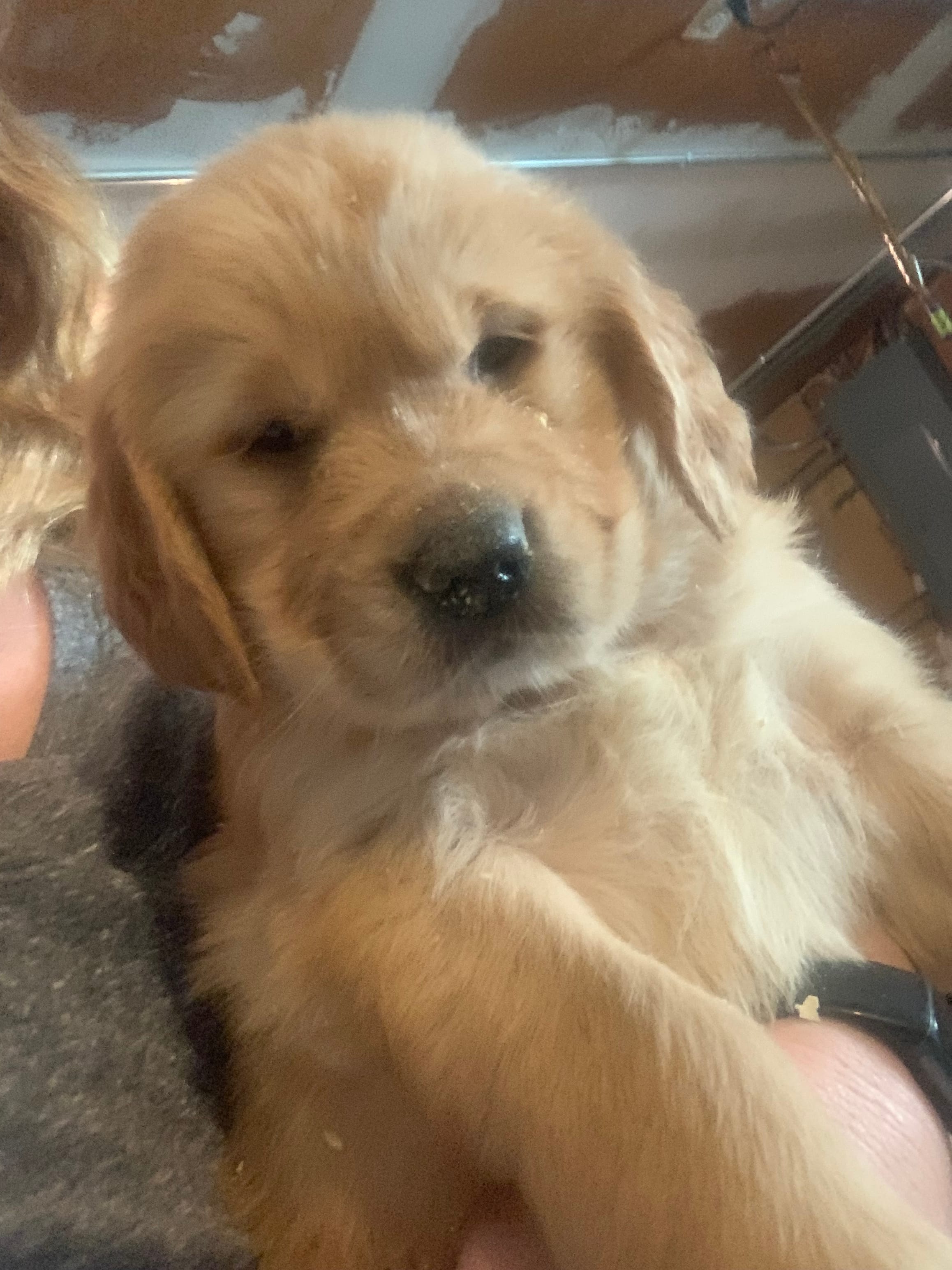 Sawyer – Golden Retriever puppy for sale in Sleepy Eye, MN